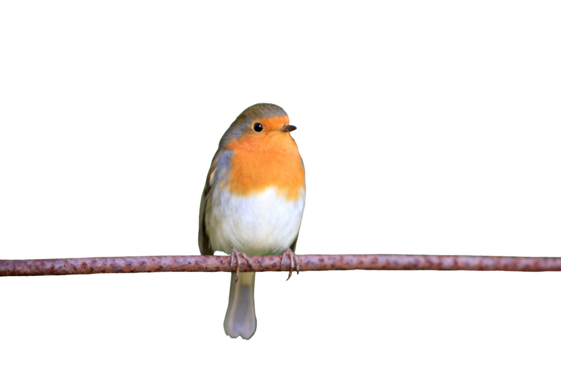 Wallpaper #N2euB5MBSpphPi3-8McL387 Robin Bird Isolated Background Free Stock Photo Public Domain Pictures