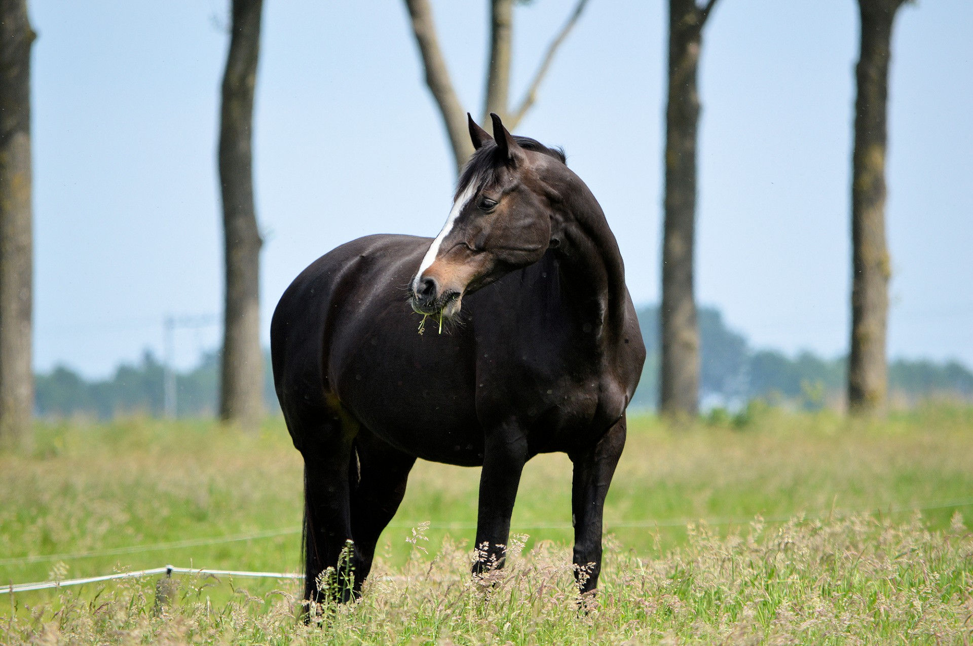 Wallpaper #U2jpE5MBSpphPi3-RQLR89 Black Horse Free Stock Photo Public Domain Pictures