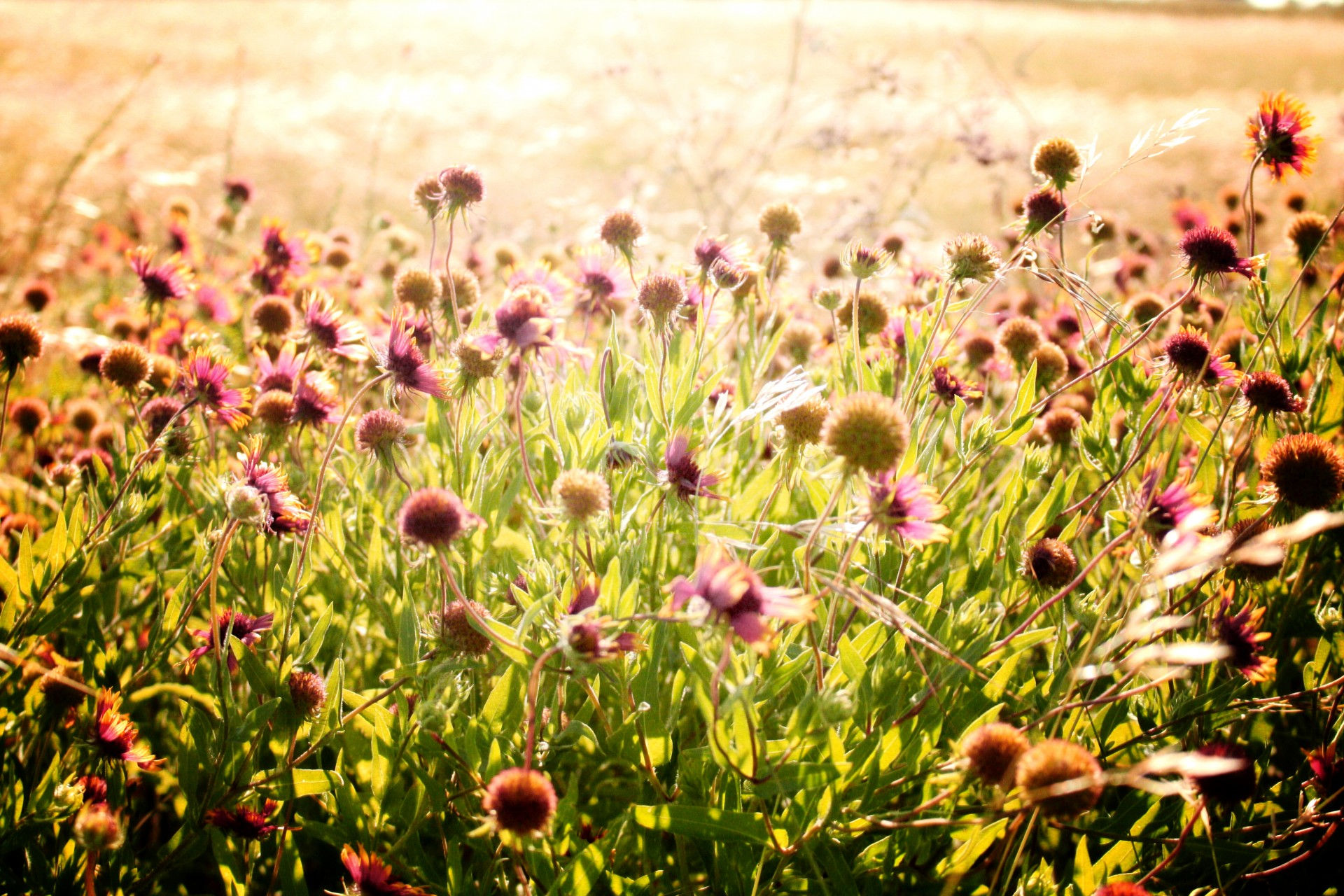 Wallpaper #lXfIJ5MB-pgBXx603Kcp149 Wildflower Field Free Stock Photo Public Domain Pictures