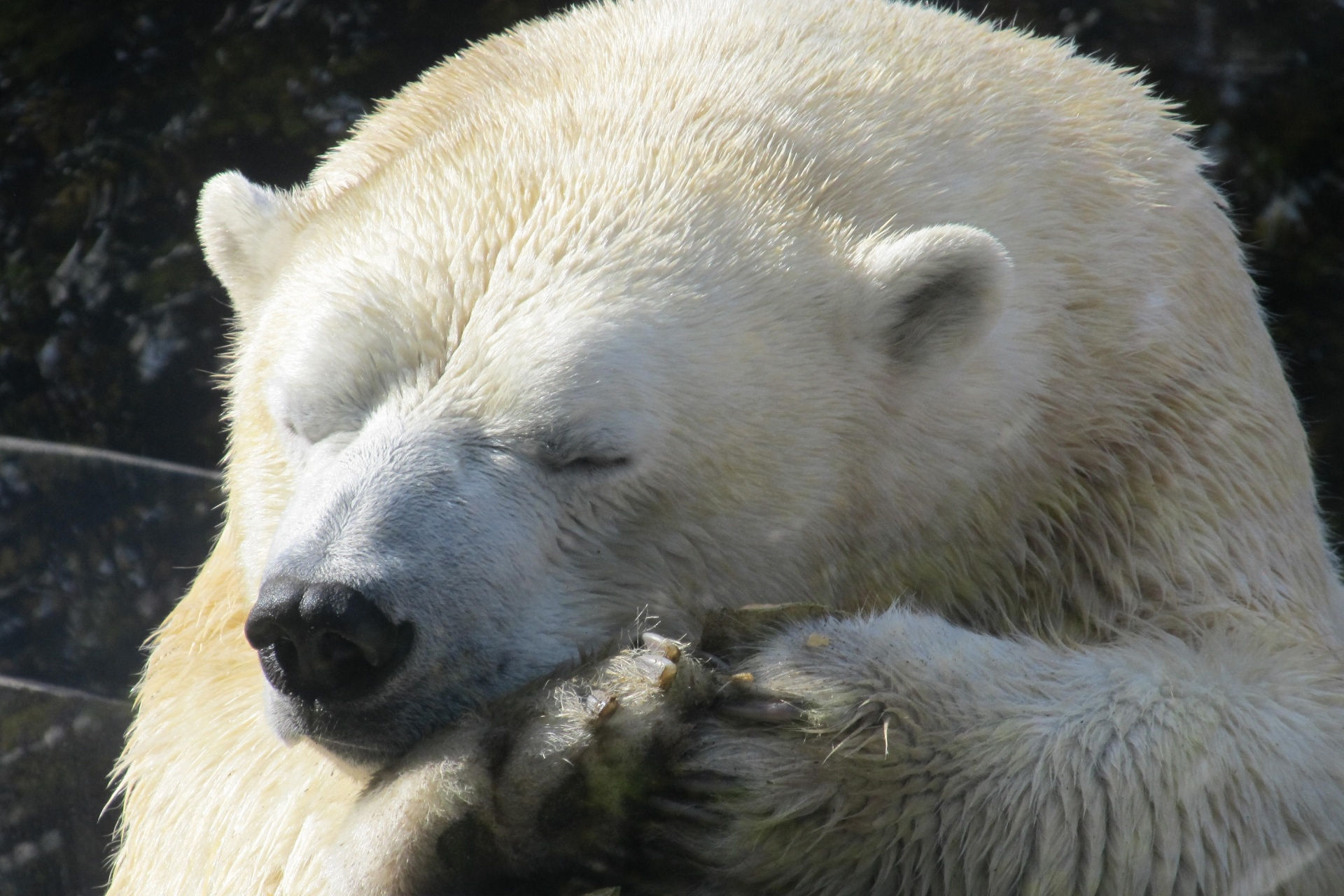 Wallpaper #3GcI-ZIBSpphPi3-g4to189 Polar Bear Free Stock Photo Public Domain Pictures