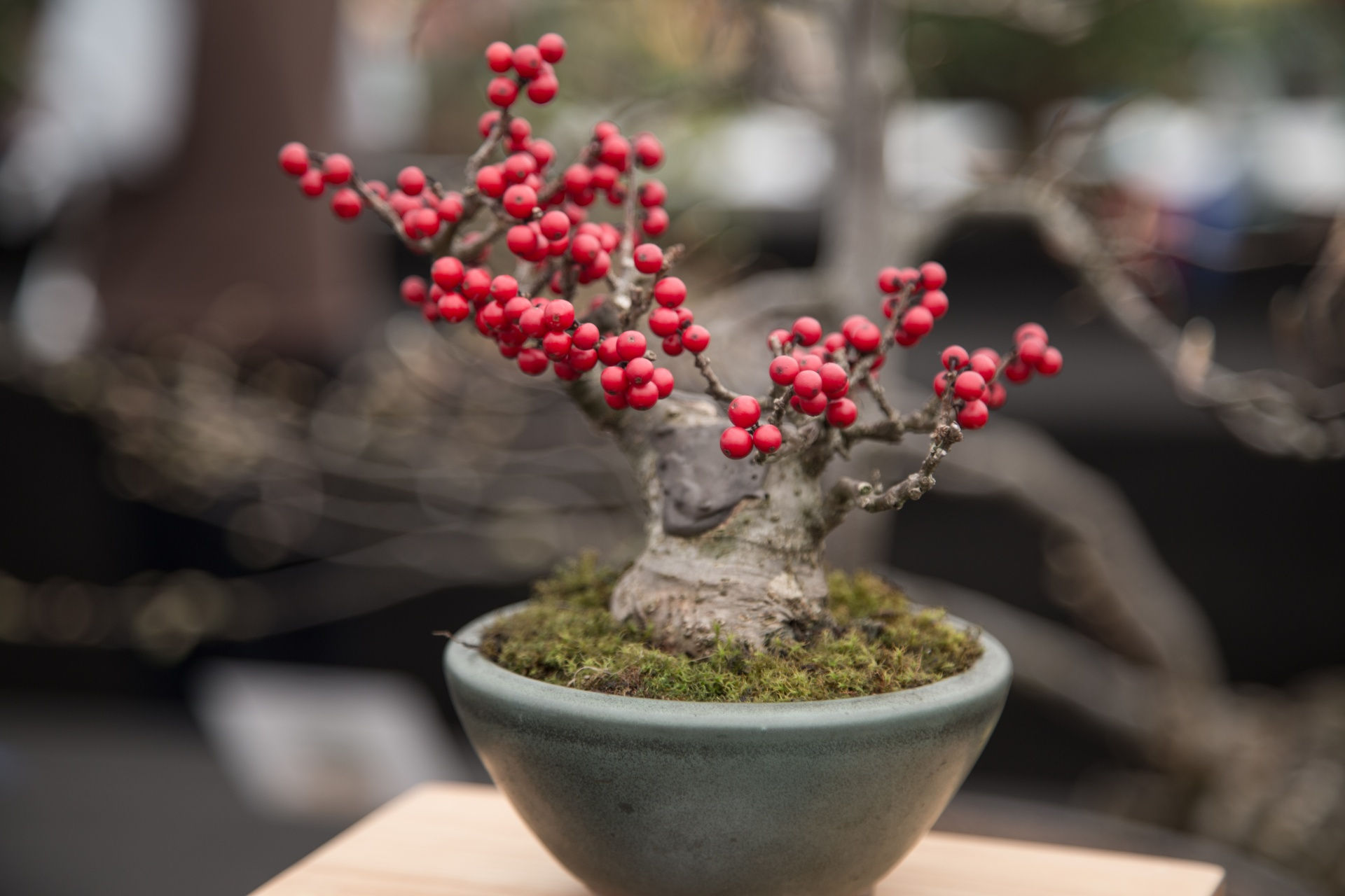 Wallpaper #jWdLE5MBSpphPi3-Rv-o443 Miniature Japanese Bonsai Tree Free Stock Photo Public Domain Pictures