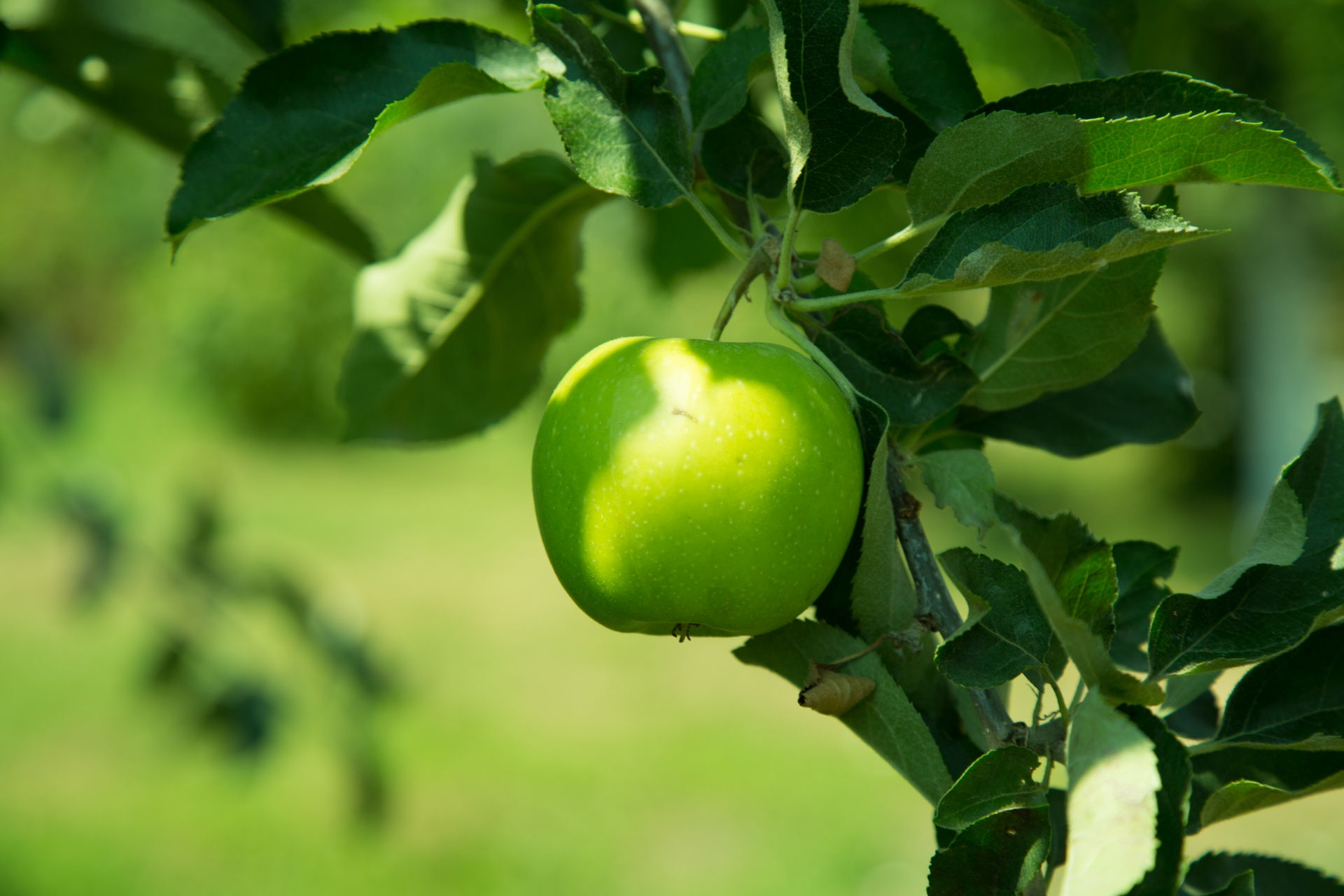 Wallpaper #Hj-IPJMBLiIJ4c9O0JKt158 Green Apple Free Stock Photo Public Domain Pictures