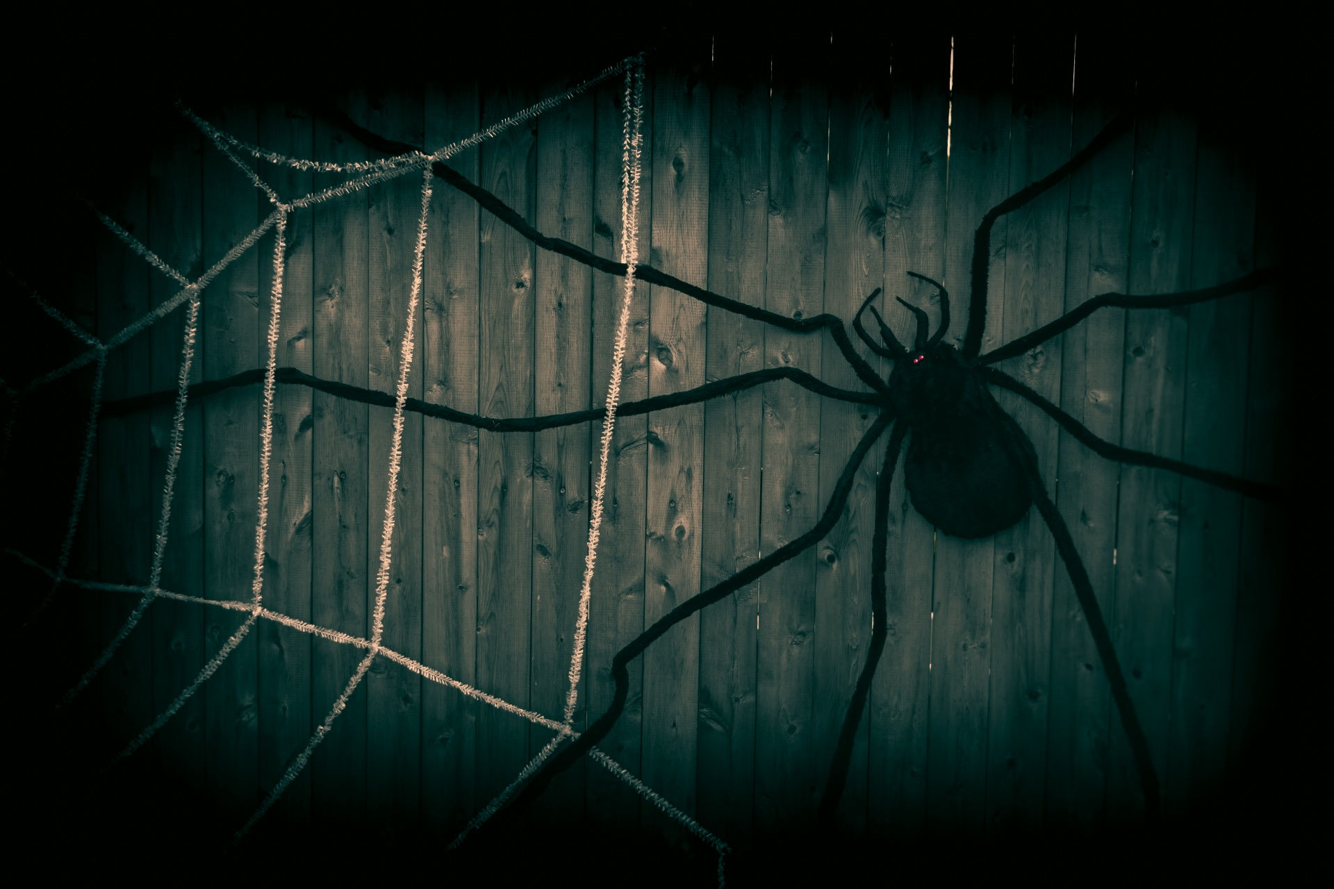 Wallpaper #E1Zdd5cBsd6xcFiEX9pZ154 Halloween Spiders Free Stock Photo Public Domain Pictures