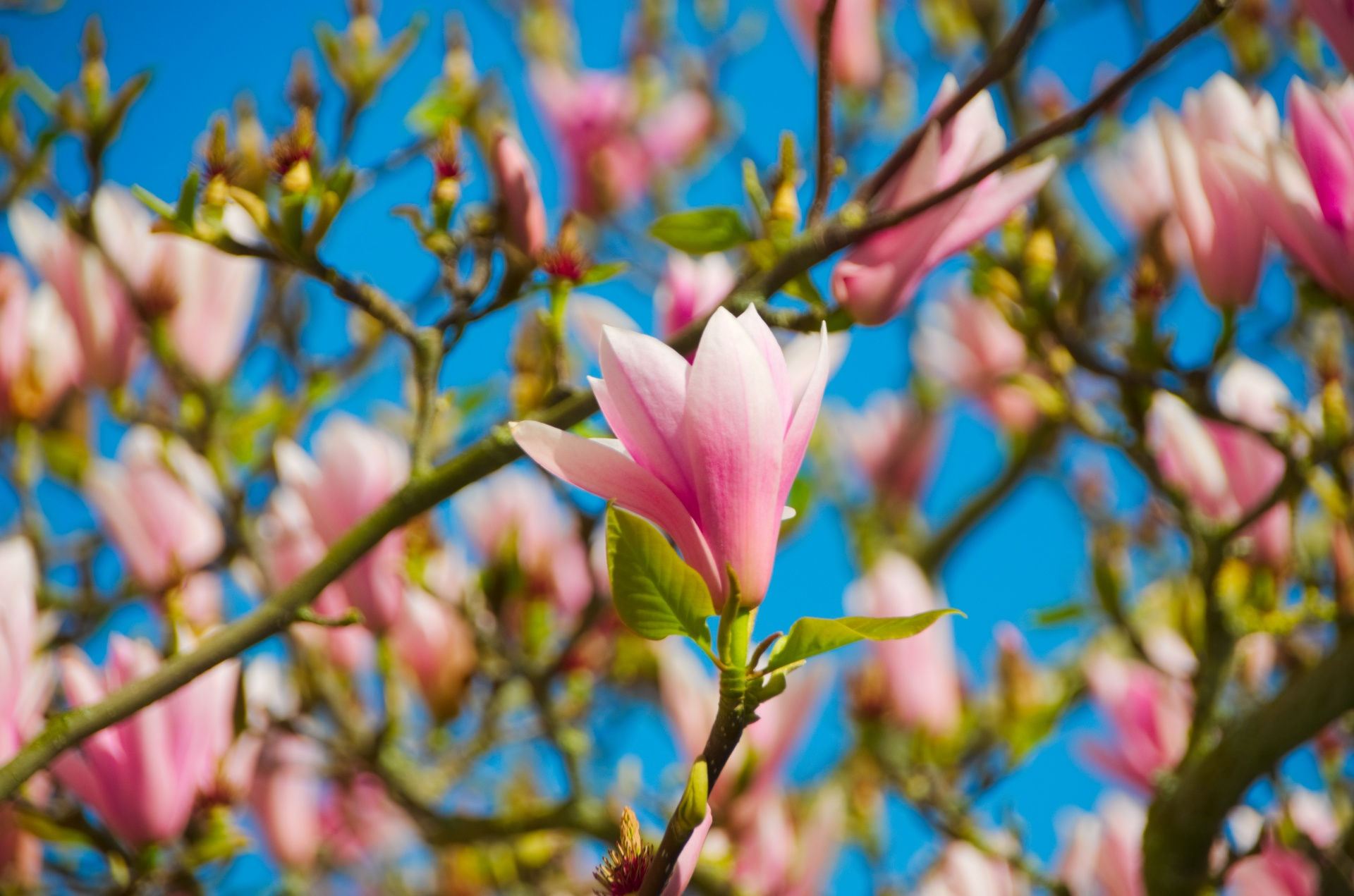 Wallpaper #35F56 Pink Magnolia Trees Crazy for Gardening