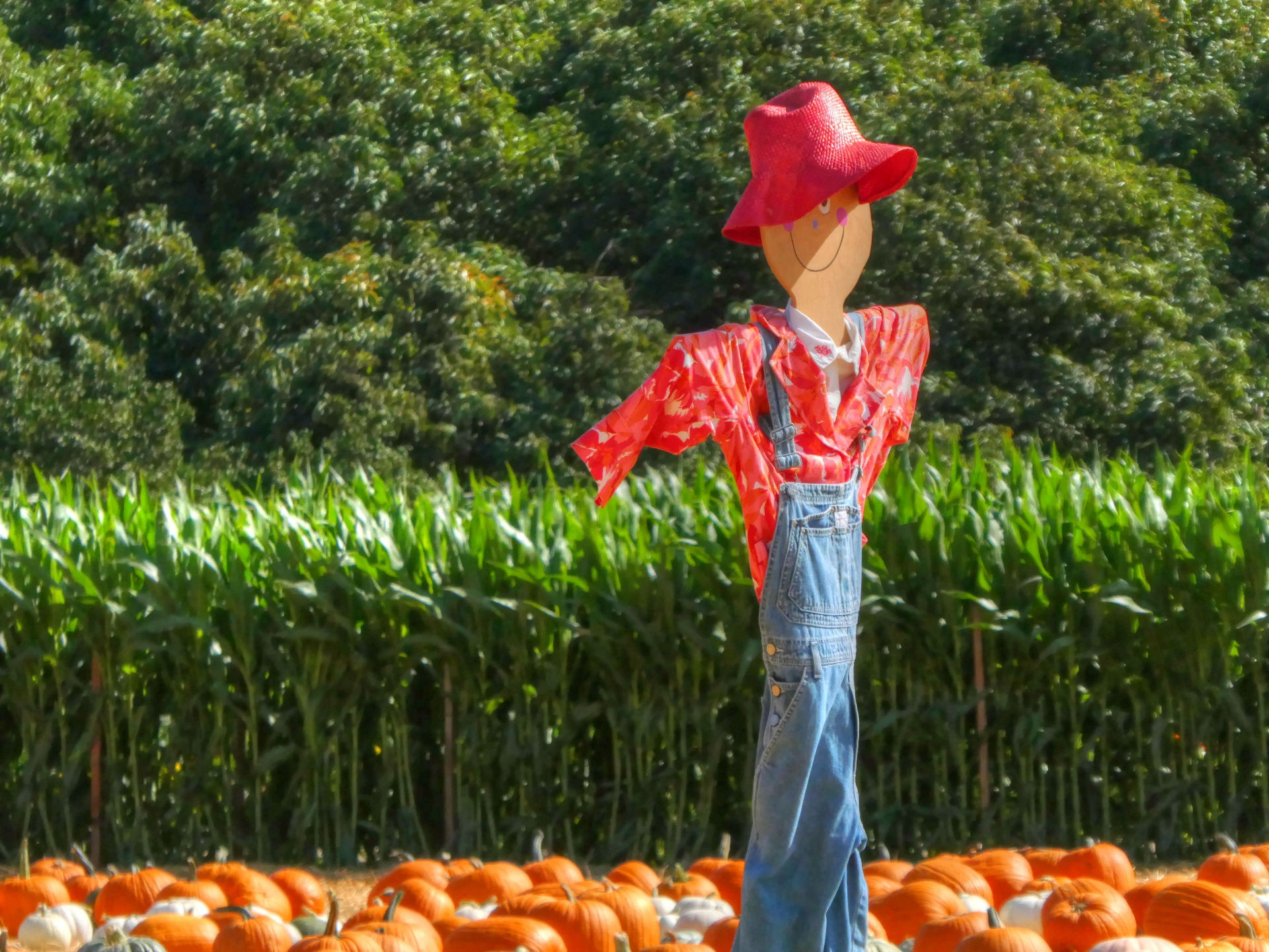 Wallpaper #1neqJpMB-pgBXx6036I4339 Scarecrow Free Stock Photo Public Domain Pictures