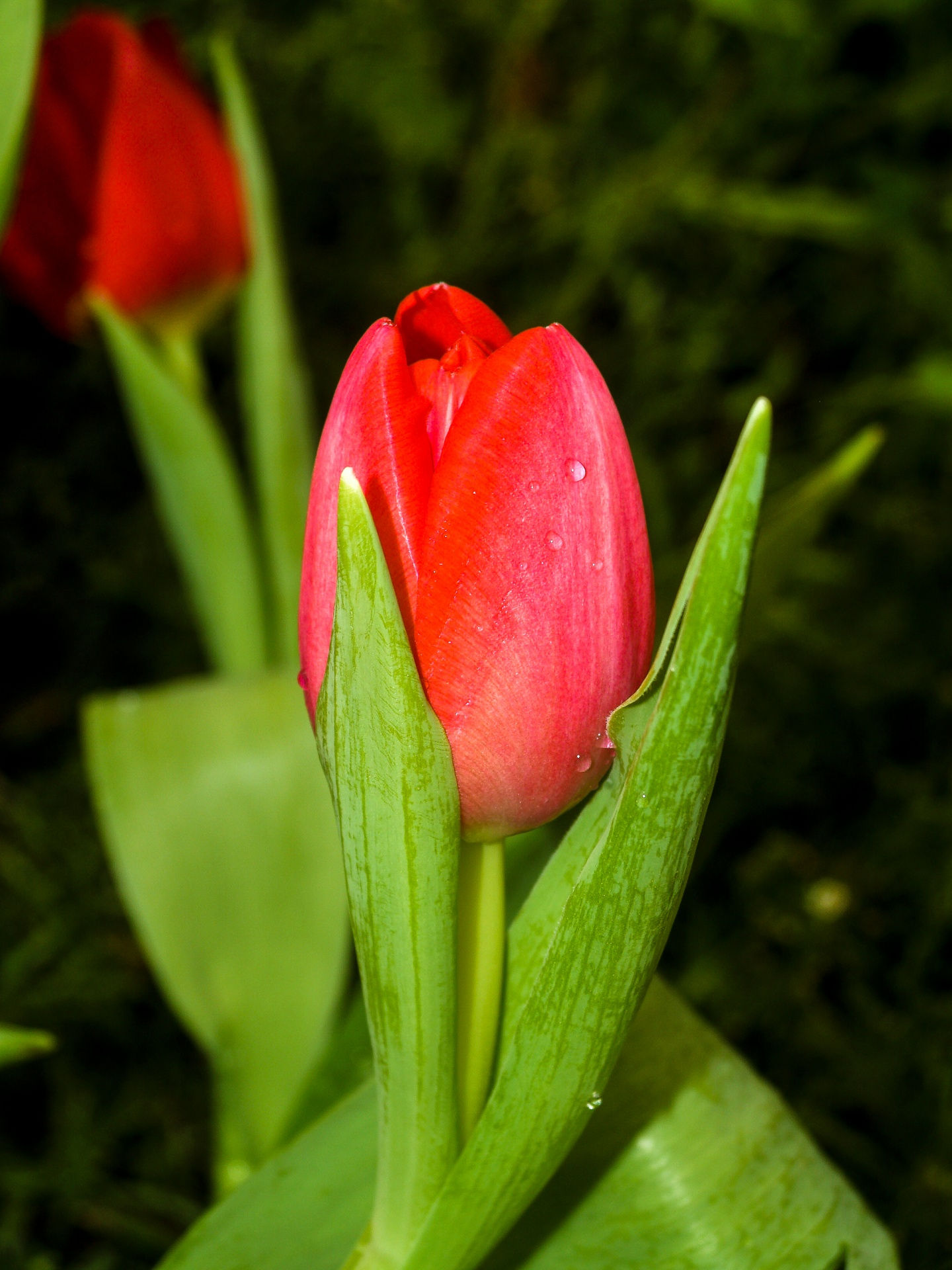 Wallpaper #0f480 Tulips Golden Varietie Stock Image Image of Grass 19338473