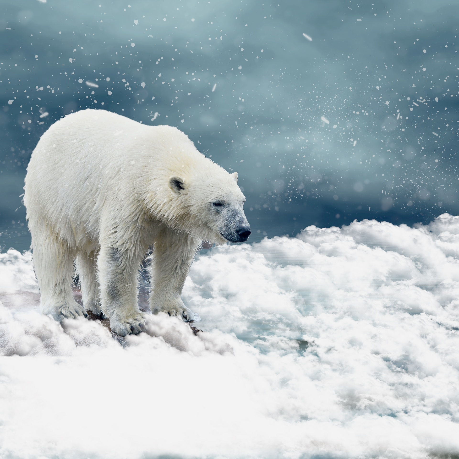 Wallpaper #3GcI-ZIBSpphPi3-g4to283 Polar Bear Free Stock Photo Public Domain Pictures