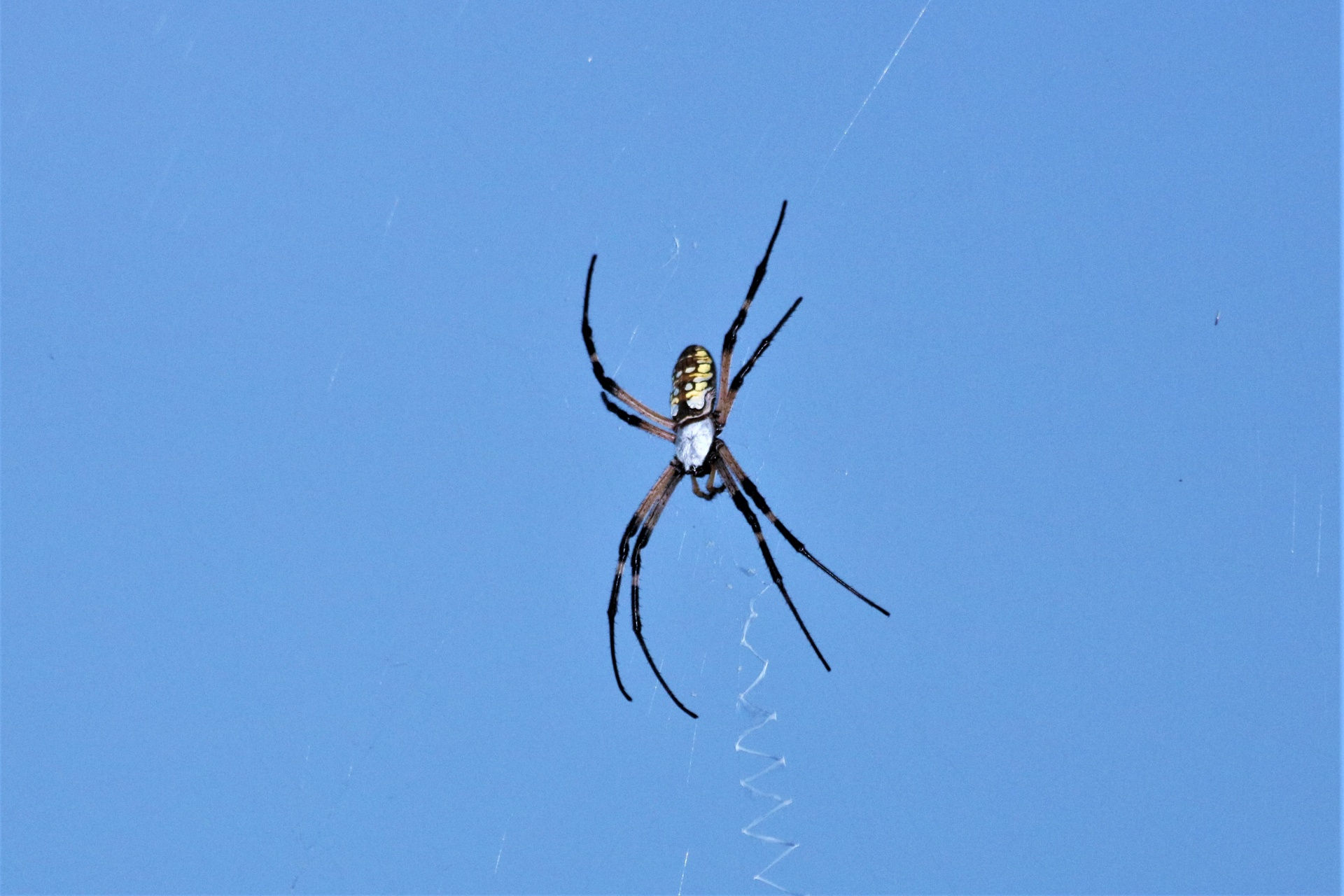 Wallpaper #xtWeNpMBY0Iw2JDGgZGQ247 Argiope Spider Against Blue Sky Free Stock Photo Public Domain Pictures