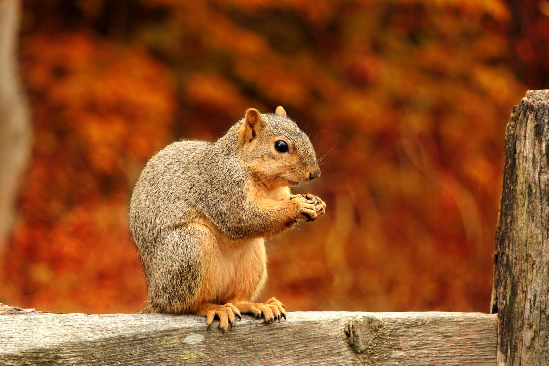Wallpaper #e8kjjpcB-VVLIetllmrB150 Squirrel Closeup Free Stock Photo Public Domain Pictures