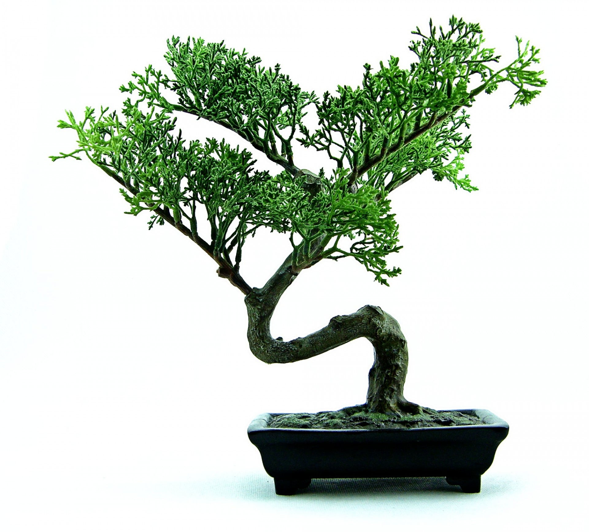 Wallpaper #jWdLE5MBSpphPi3-Rv-o417 Bonsai Tree Free Stock Photo Public Domain Pictures