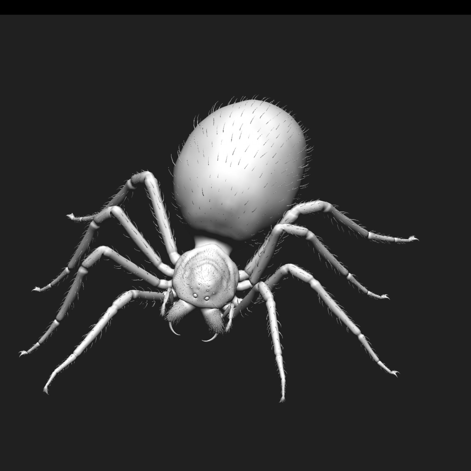 Wallpaper #xtWeNpMBY0Iw2JDGgZGQ143 White Spider Free Stock Photo Public Domain Pictures