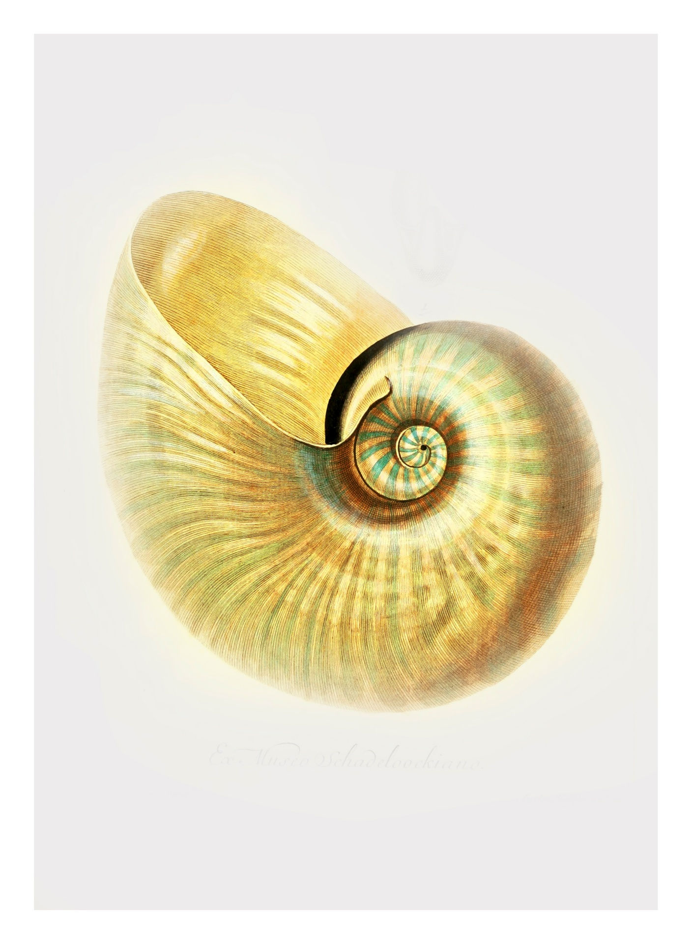 Wallpaper #7DE0NZMB5zzyi_yYk1WD346 Shell Snail Vintage Art Free Stock Photo Public Domain Pictures