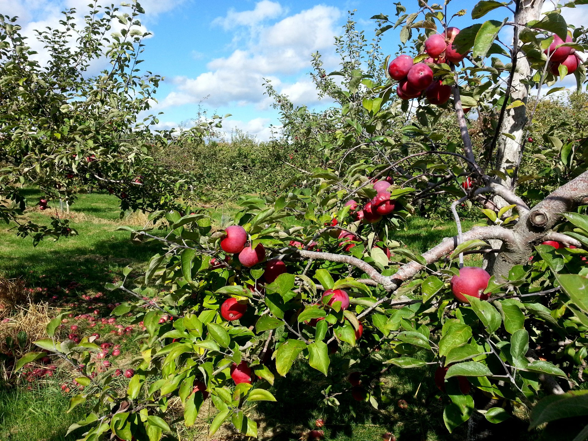 Wallpaper #Hj-IPJMBLiIJ4c9O0JKt139 Apple Orchard Free Stock Photo Public Domain Pictures