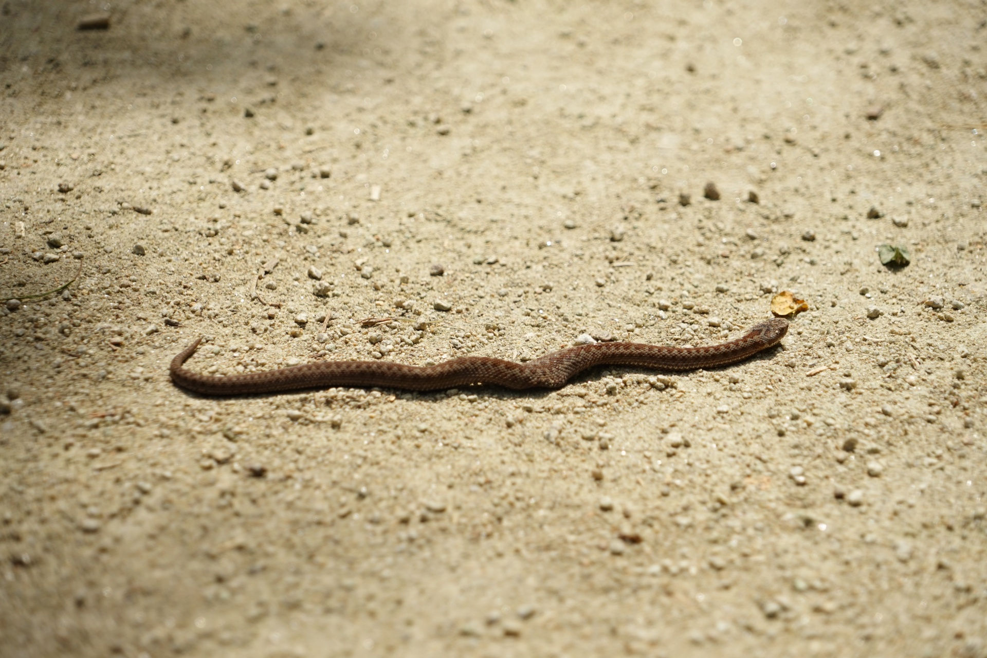 Wallpaper #lGeLCJMBSpphPi3-yst4221 Viper Poisonous Snake Free Stock Photo Public Domain Pictures