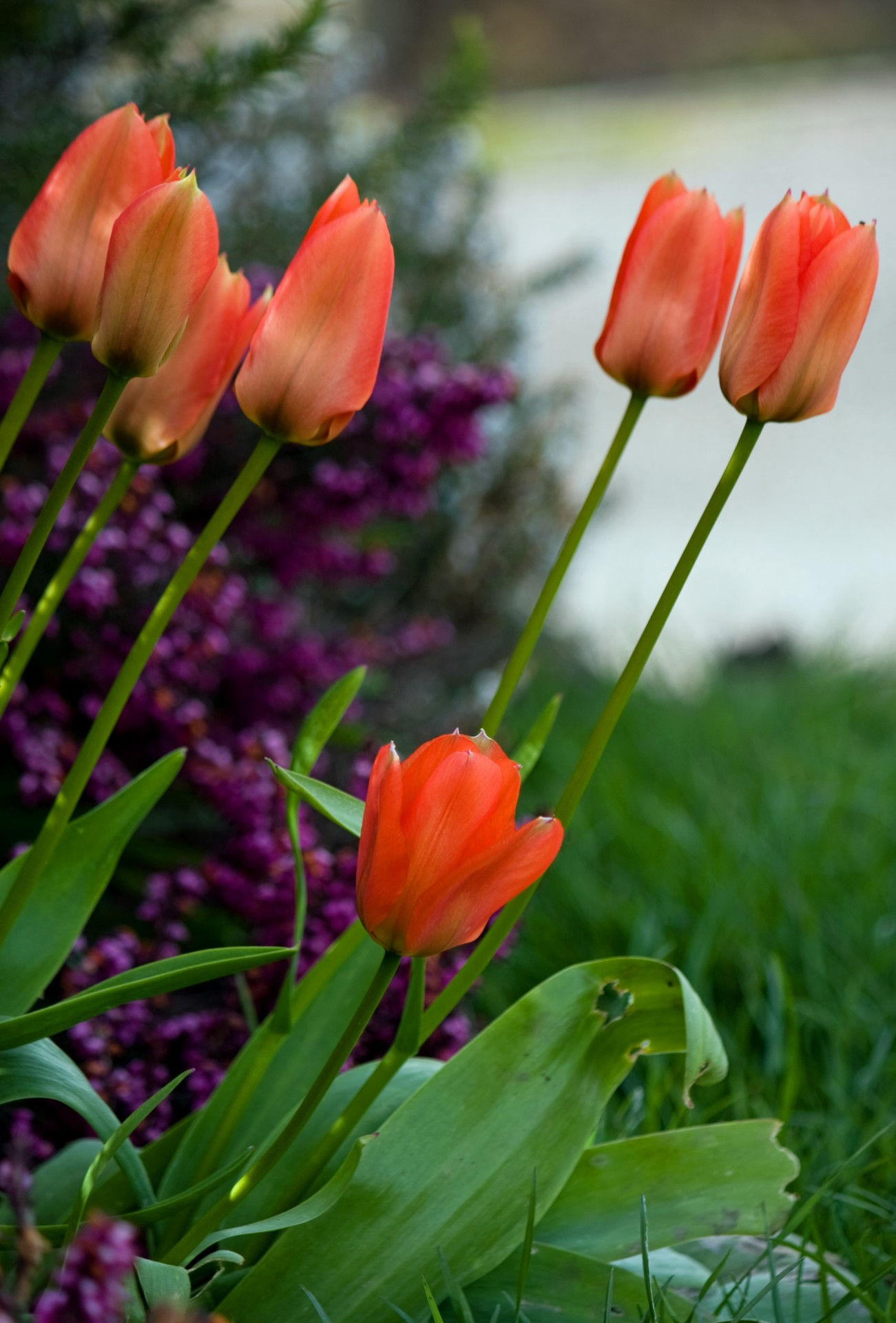 Wallpaper #0f480 Tulips Golden Varietie Stock Image Image of Grass 19338473