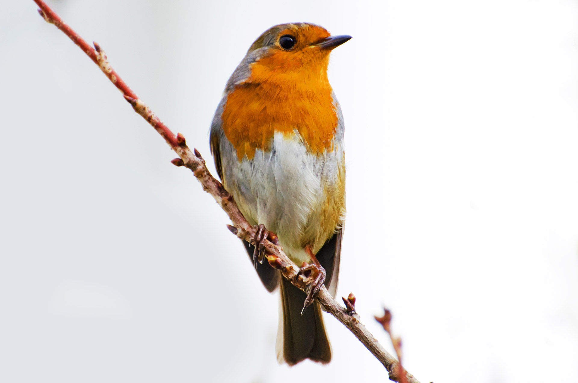Wallpaper #uxmkOI8BtGB6xQ78fqjI40 Bird Robin Erithacus Rubecula Kostenloses Stock Bild Public Domain