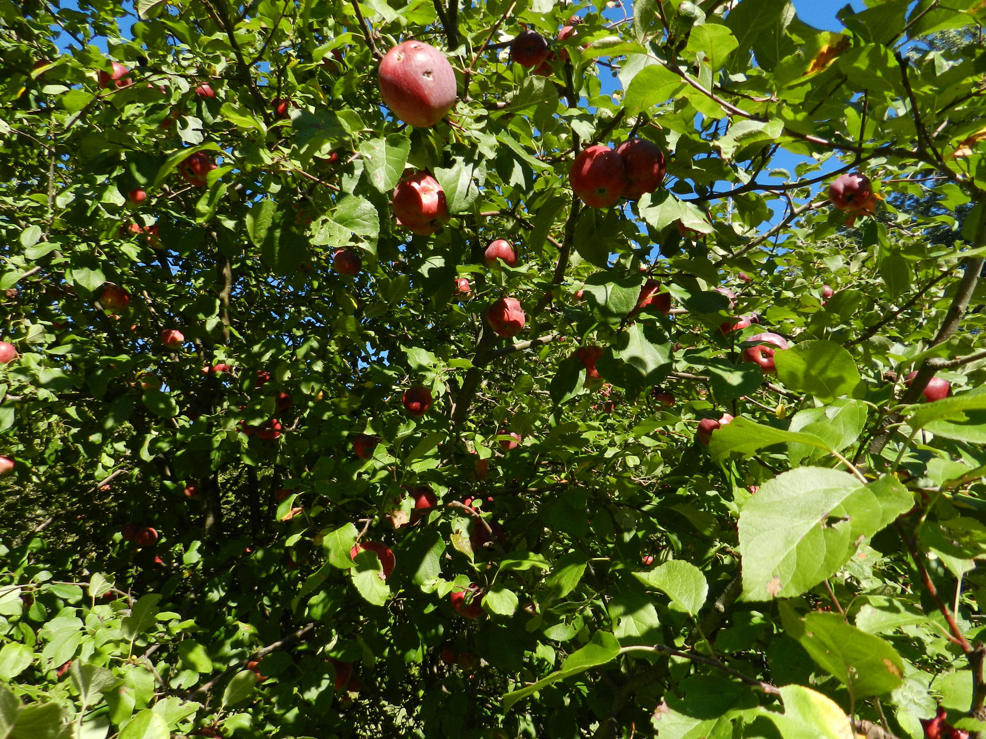 Wallpaper #Hj-IPJMBLiIJ4c9O0JKt142 Apple Tree 1 Free Stock Photo Public Domain Pictures