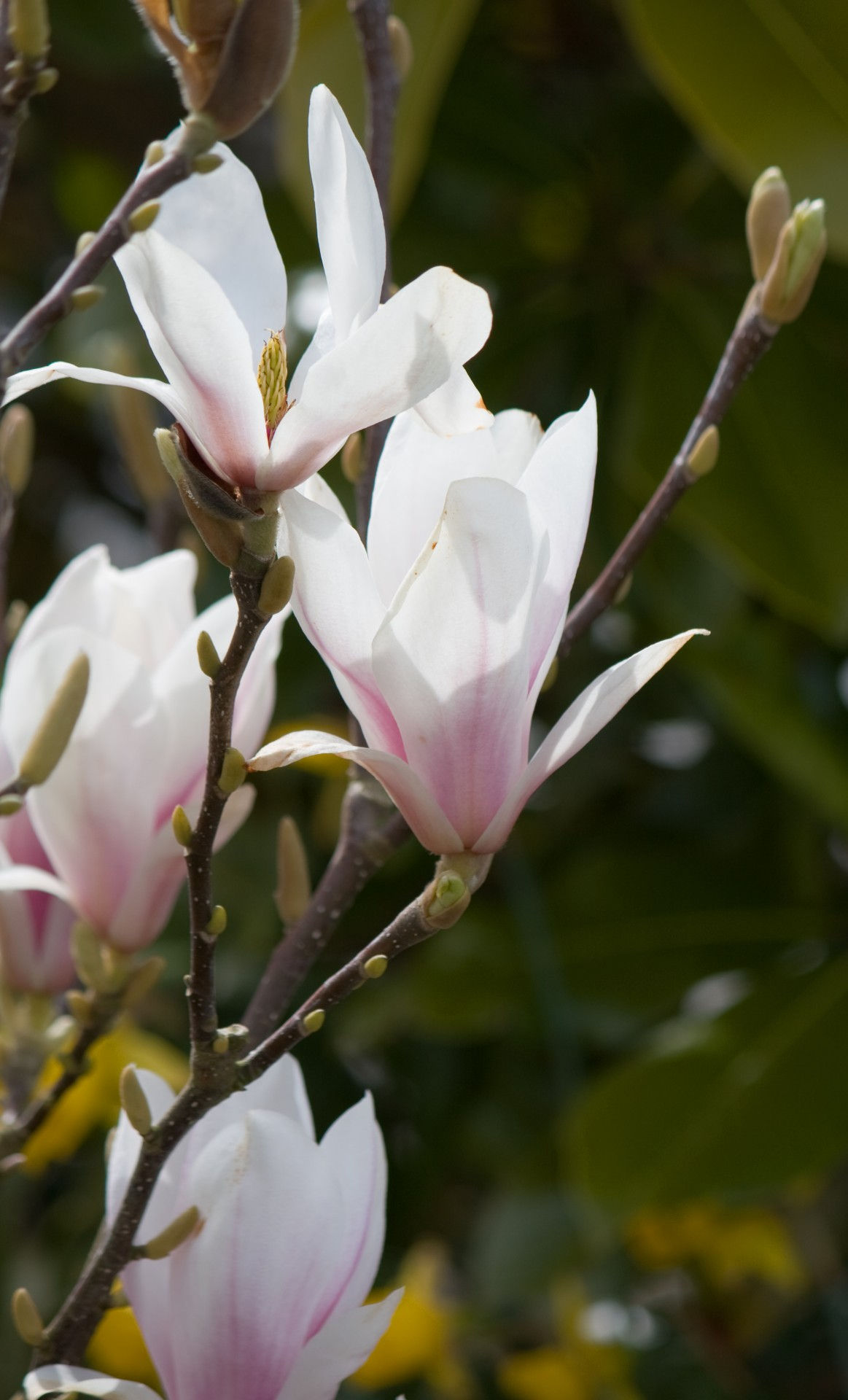 Wallpaper #35F56 Pink Magnolia Trees Crazy for Gardening