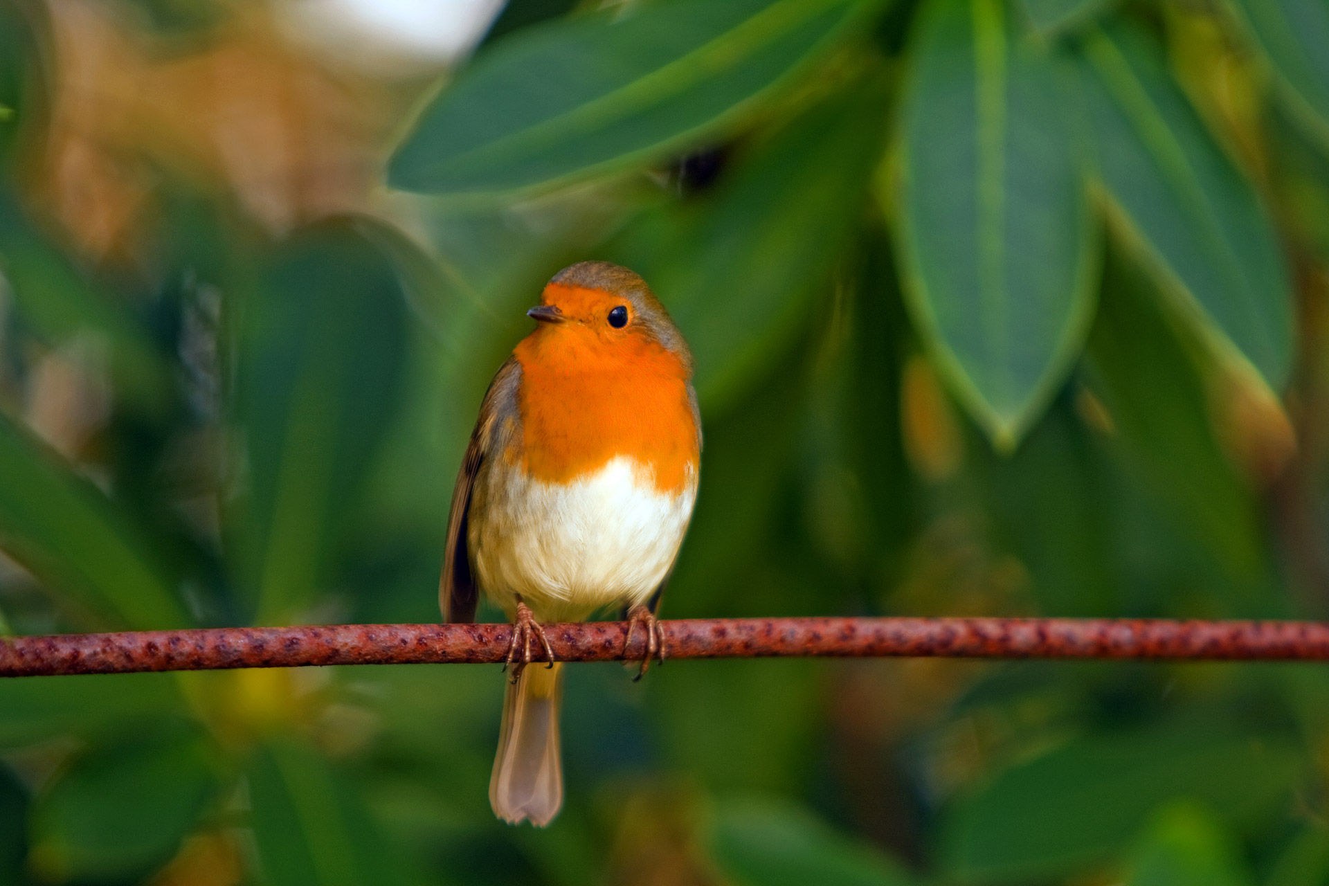 Wallpaper #uxmkOI8BtGB6xQ78fqjI37 Robin Bird Free Stock Photo Public Domain Pictures