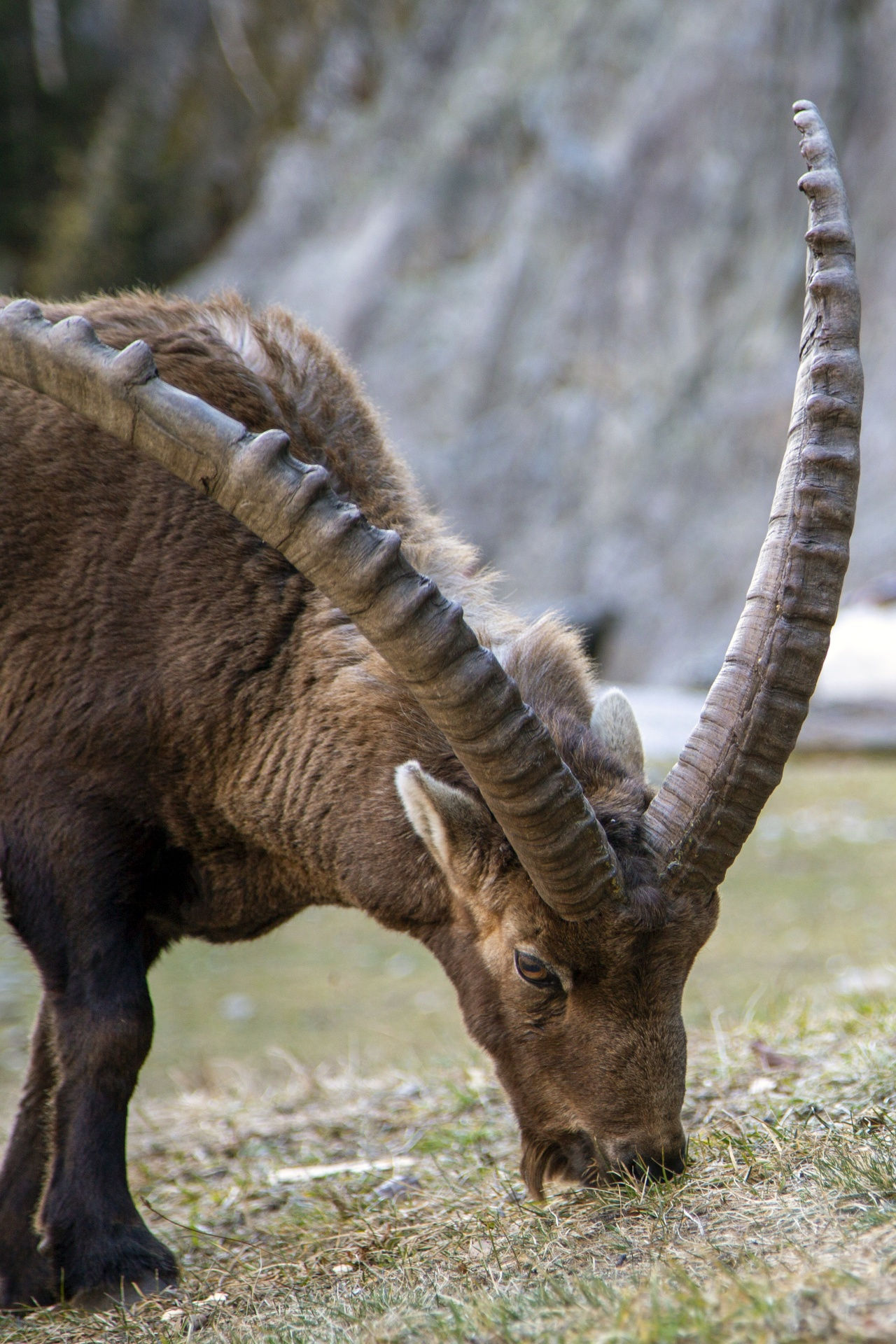 Wallpaper #_F7fMpMBborbLbczHl-2405 Wild Alpine Ibex Free Stock Photo Public Domain Pictures