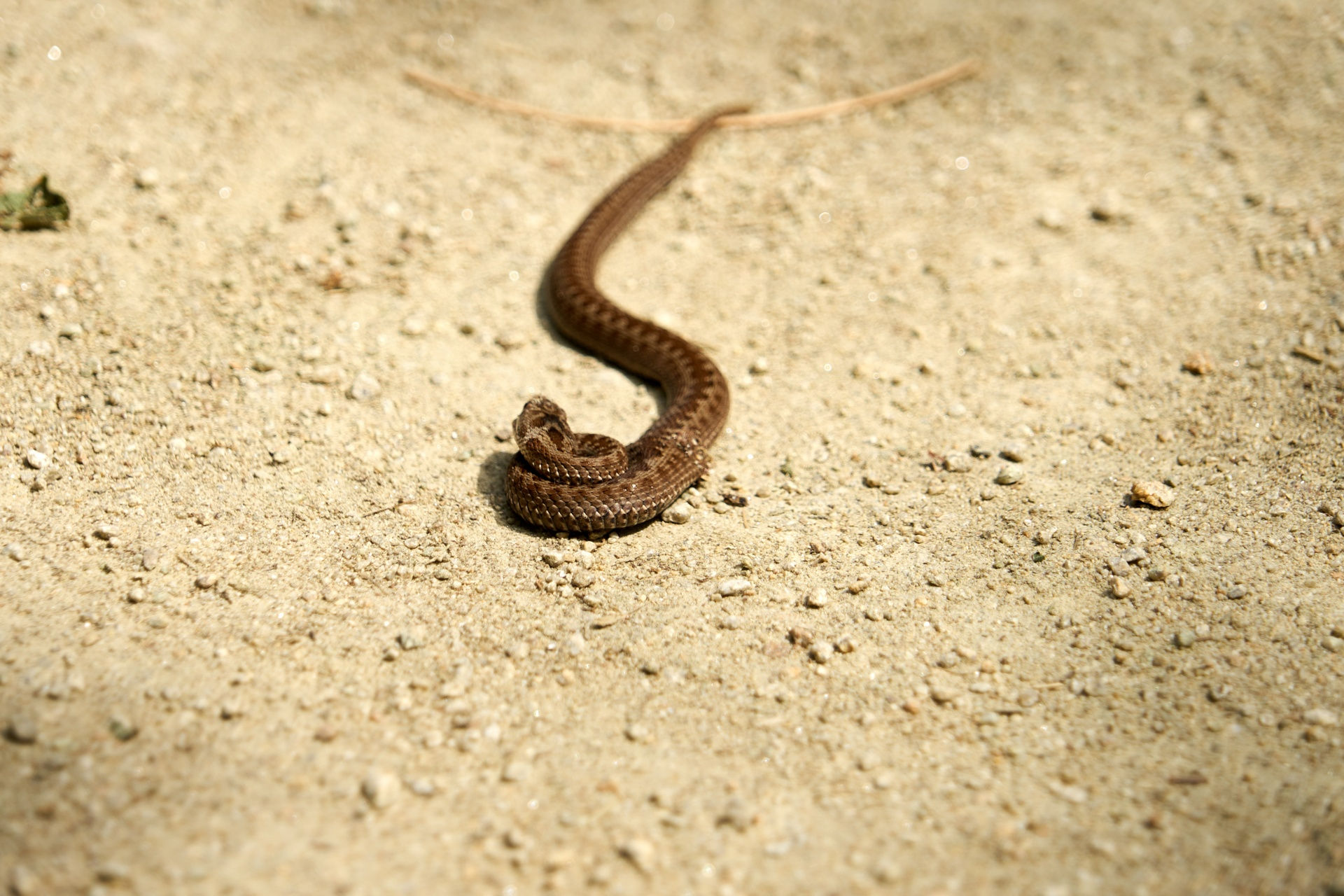 Wallpaper #9mdFCpMBSpphPi3-NNO0358 Viper Crawling on the Sand Free Stock Photo Public Domain Pictures
