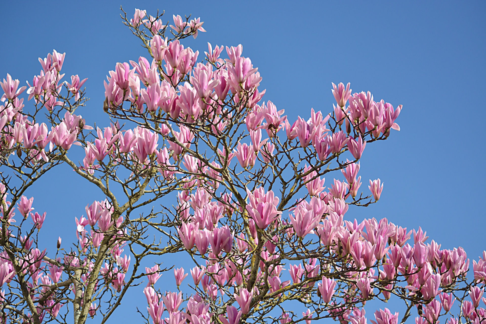 Wallpaper #35F56 Pink Magnolia Trees Crazy for Gardening