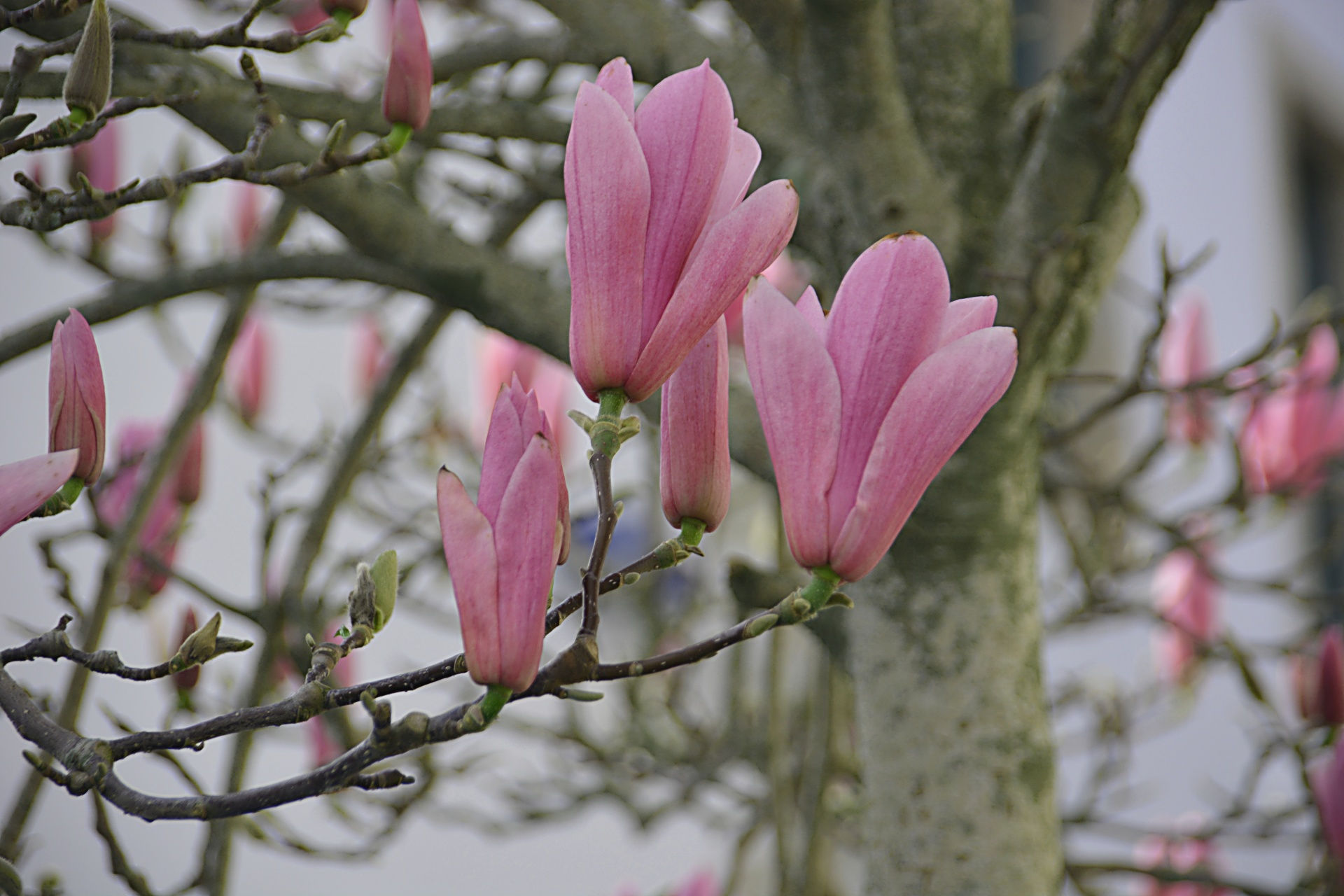 Wallpaper #35F56 Pink Magnolia Trees Crazy for Gardening