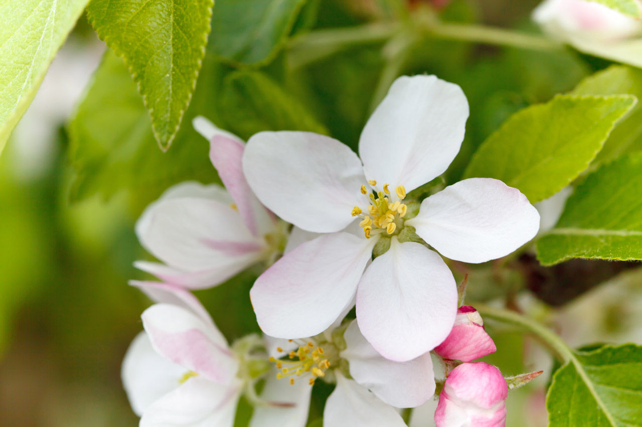 Wallpaper #Hj-IPJMBLiIJ4c9O0JKt324 Apple Blossom Free Stock Photo Public Domain Pictures