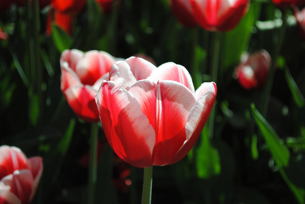 Wallpaper #0f480 Tulips Golden Varietie Stock Image Image of Grass 19338473