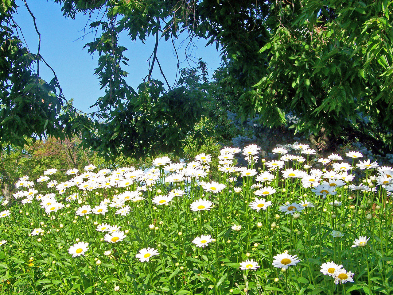 Wallpaper #3mhXIpMBSpphPi3-4TKc283 Daisies Free Stock Photo Public Domain Pictures