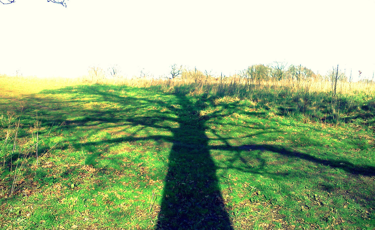 Wallpaper #klhxNJMBzN9vxX346zxu363 Tree Shadow Free Stock Photo Public Domain Pictures