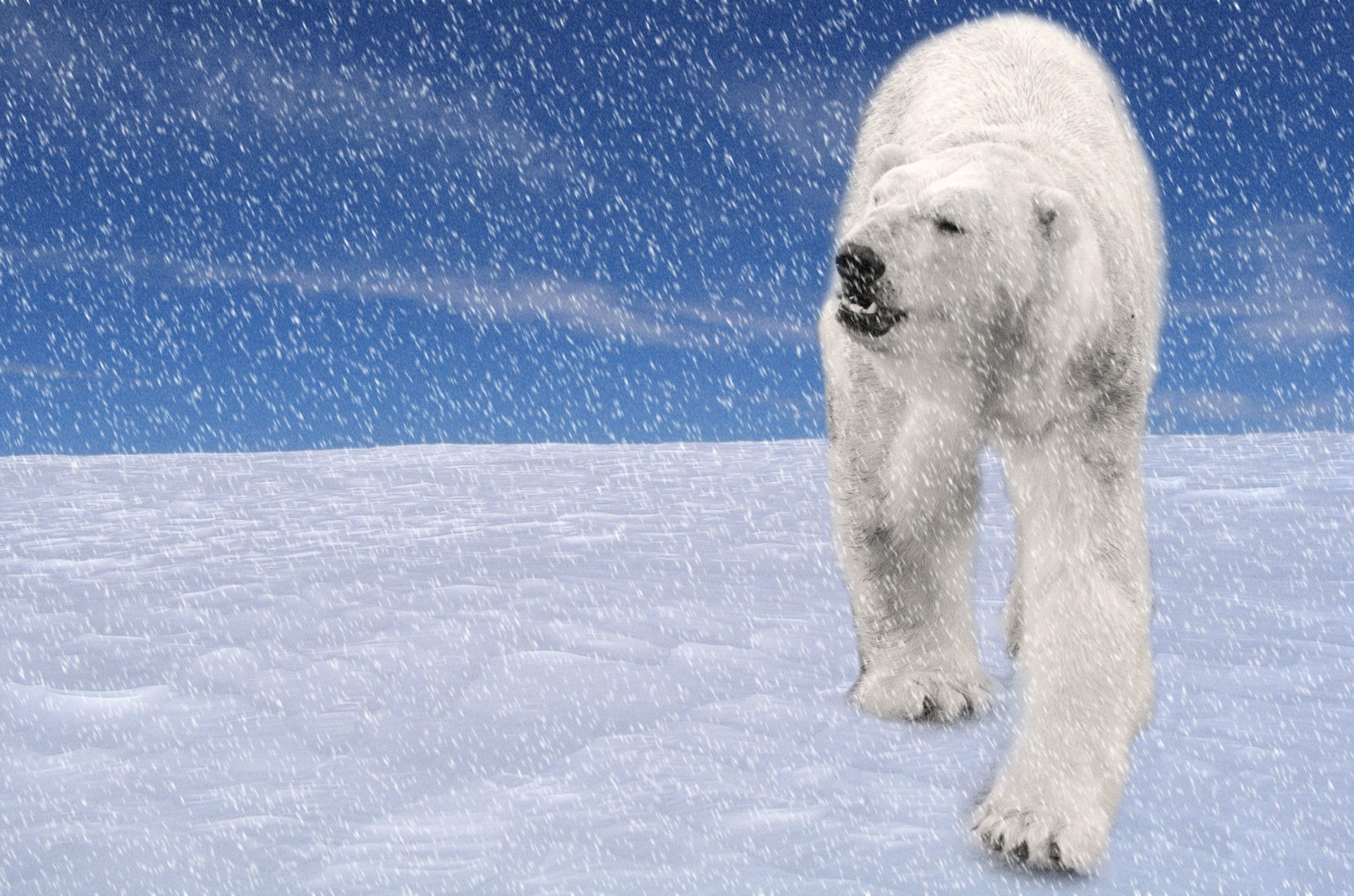 Wallpaper #3GcI-ZIBSpphPi3-g4to269 Polar Bear Free Stock Photo Public Domain Pictures
