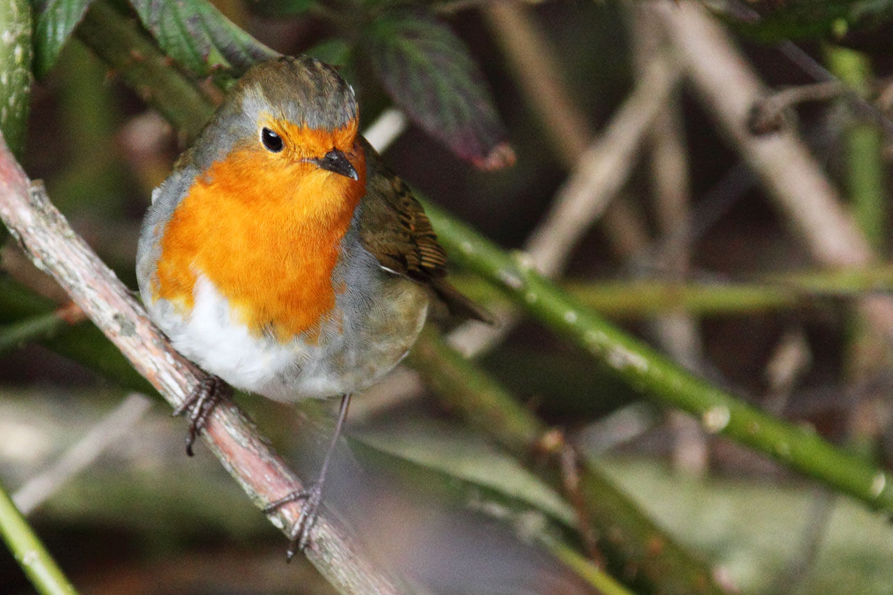 Wallpaper #uxmkOI8BtGB6xQ78fqjI41 Robin Bird Free Stock Photo Public Domain Pictures