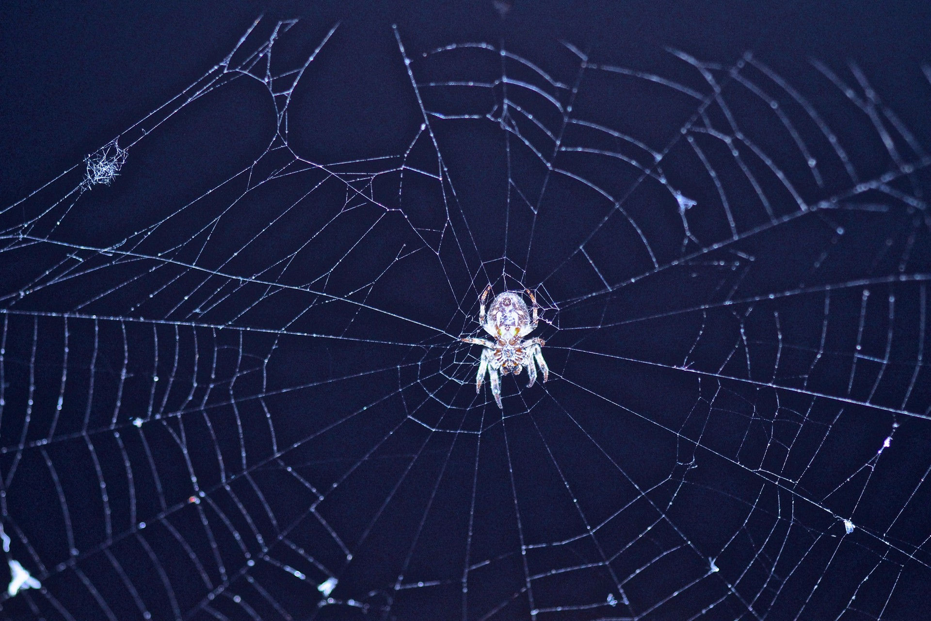 Wallpaper #bmcTE5MBSpphPi3-Uv5H314 Spider and Spiderweb Free Stock Photo Public Domain Pictures