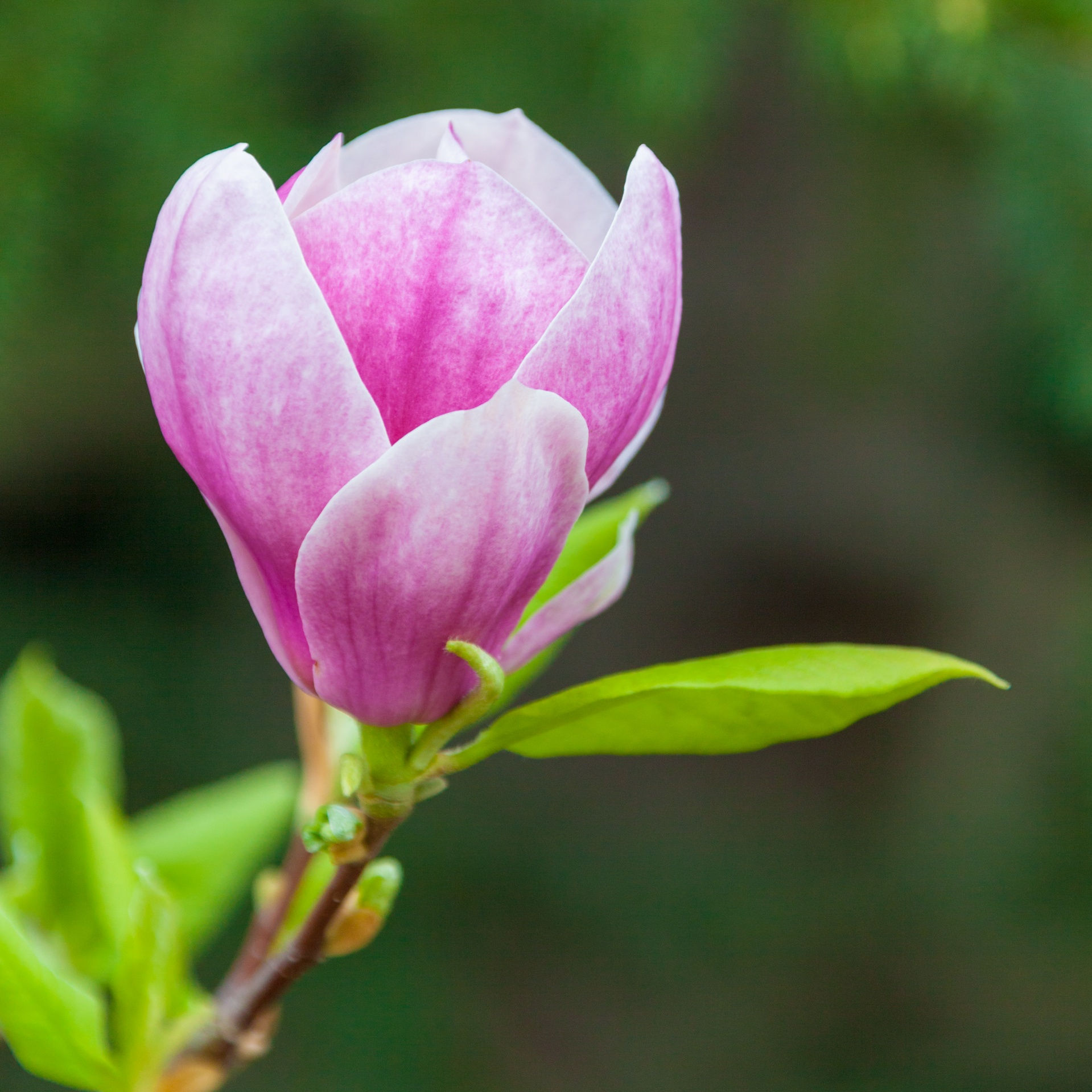 Wallpaper #35F56 Pink Magnolia Trees Crazy for Gardening