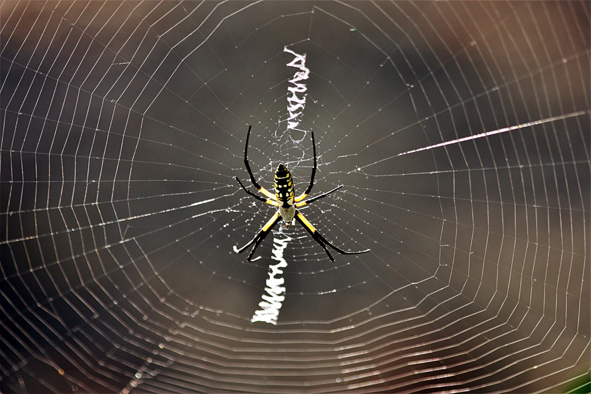 Wallpaper #xtWeNpMBY0Iw2JDGgZGQ246 Argiope Spider and Web Free Stock Photo Public Domain Pictures