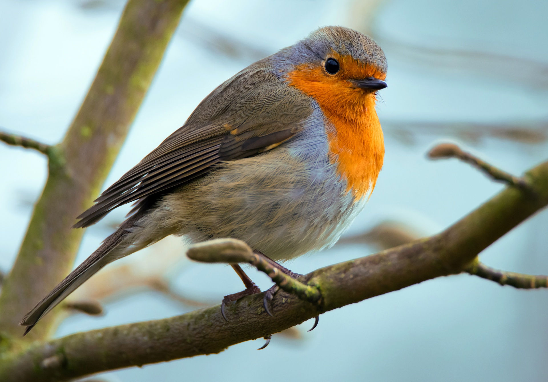 Wallpaper #uxmkOI8BtGB6xQ78fqjI42 Robin Free Stock Photo Public Domain Pictures