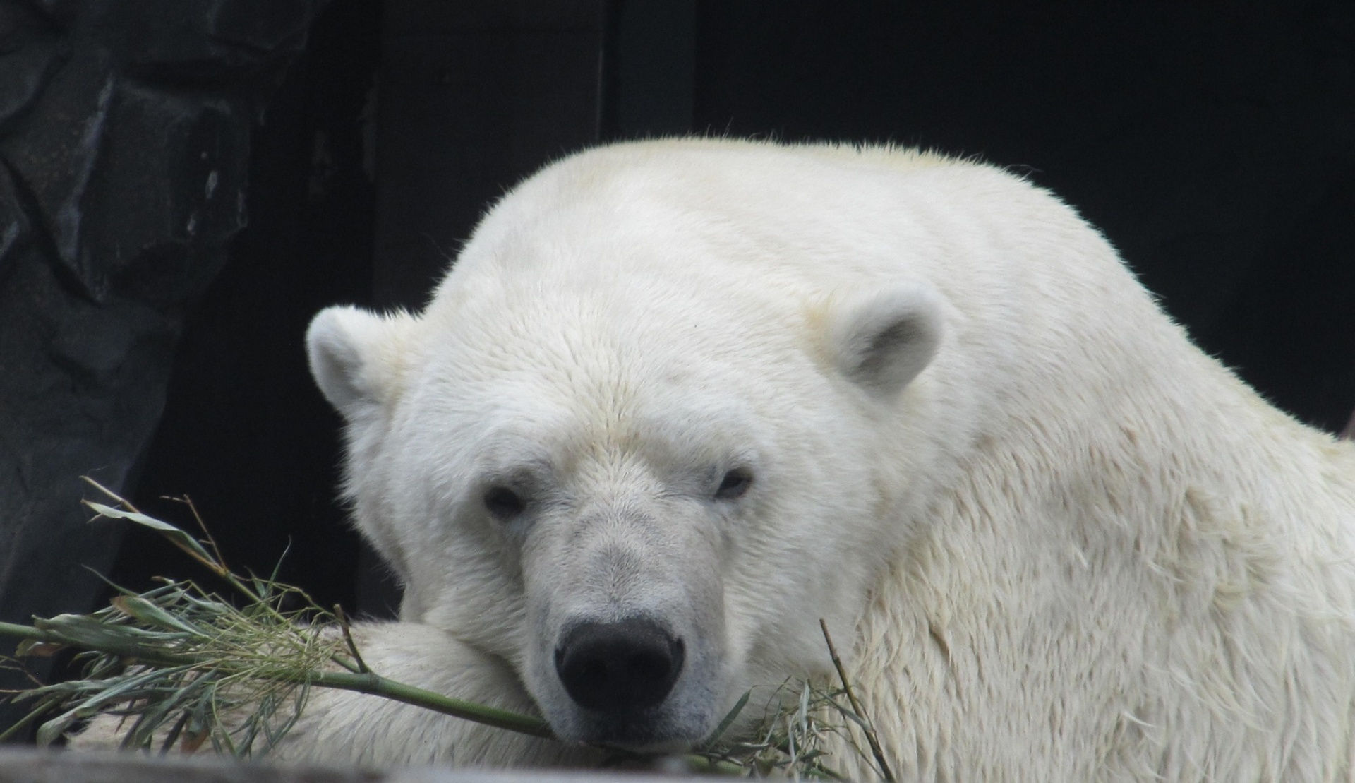 Wallpaper #3GcI-ZIBSpphPi3-g4to342 Polar Bear Free Stock Photo Public Domain Pictures