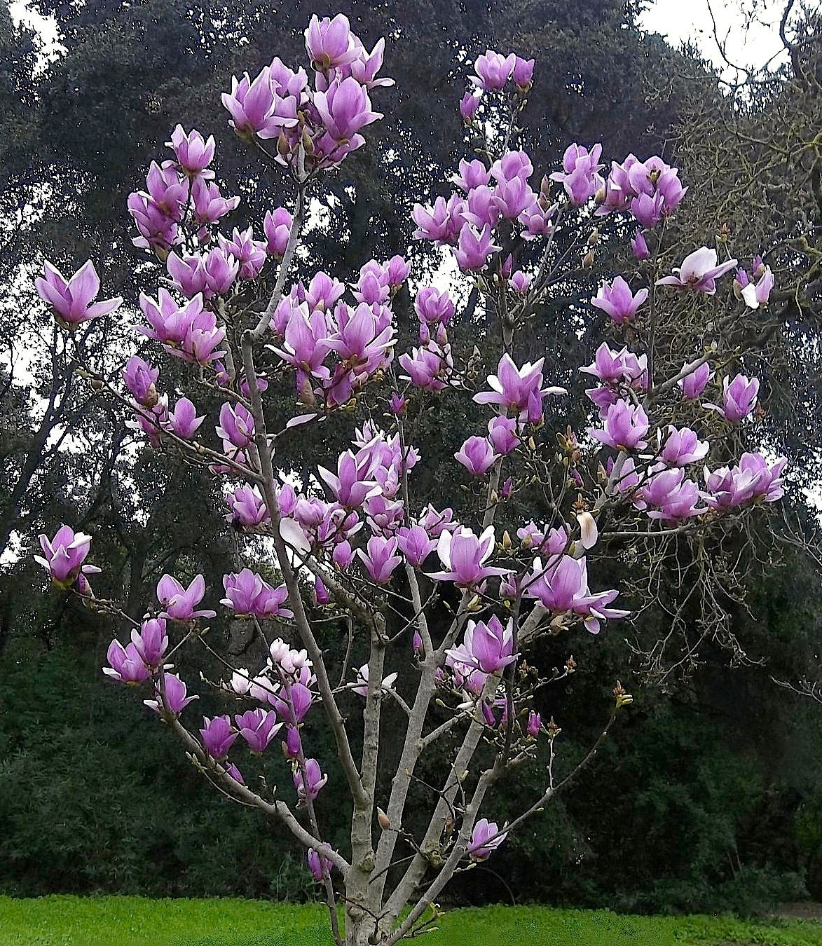 Wallpaper #35F56 Pink Magnolia Trees Crazy for Gardening