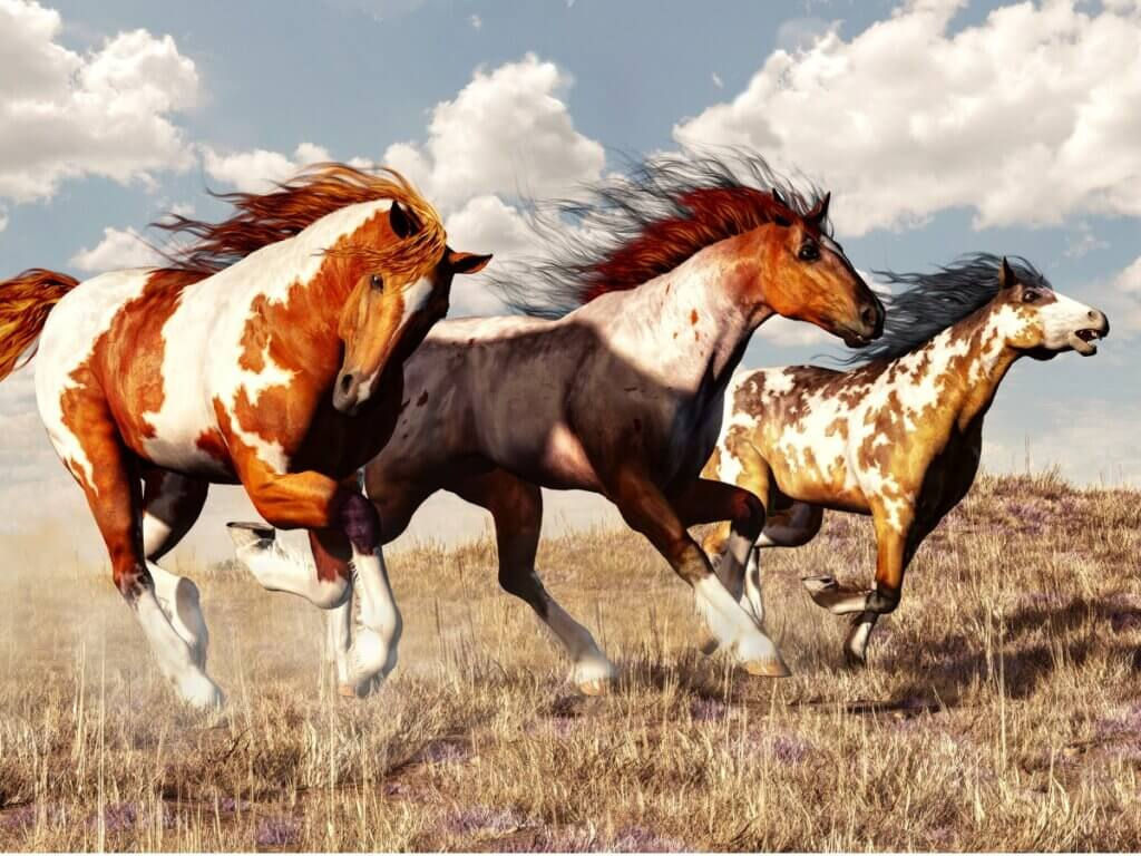 Wallpaper #DR2ZLJMBlOZrFDOkSMvb261 Cavalos Meus Animais