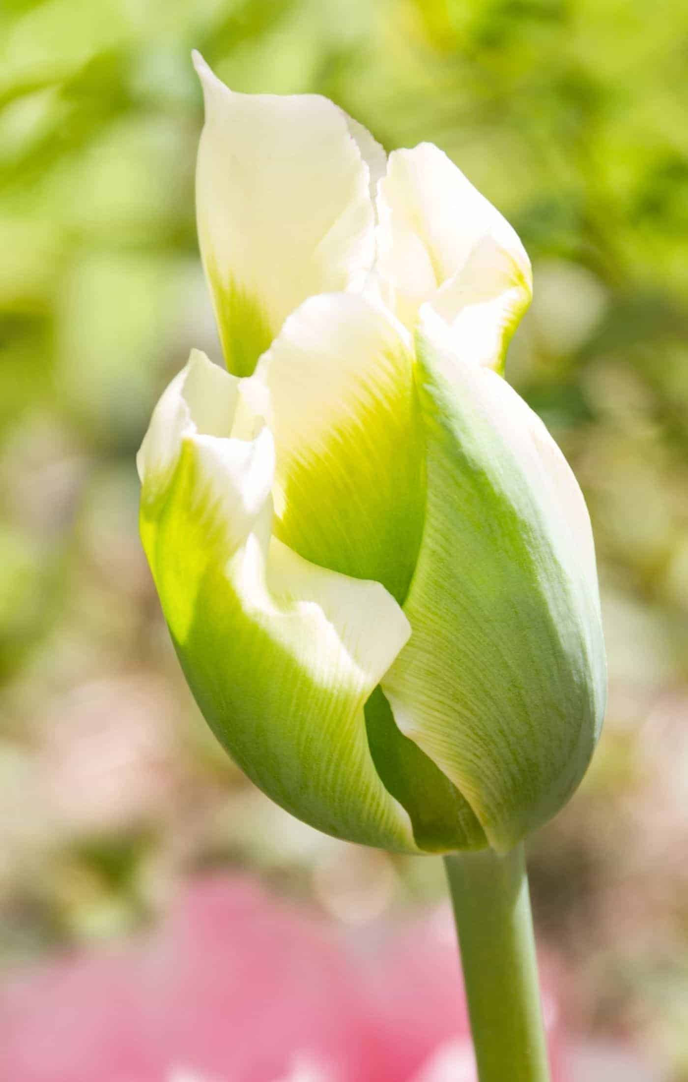 Wallpaper #0f480 Tulips Golden Varietie Stock Image Image of Grass 19338473