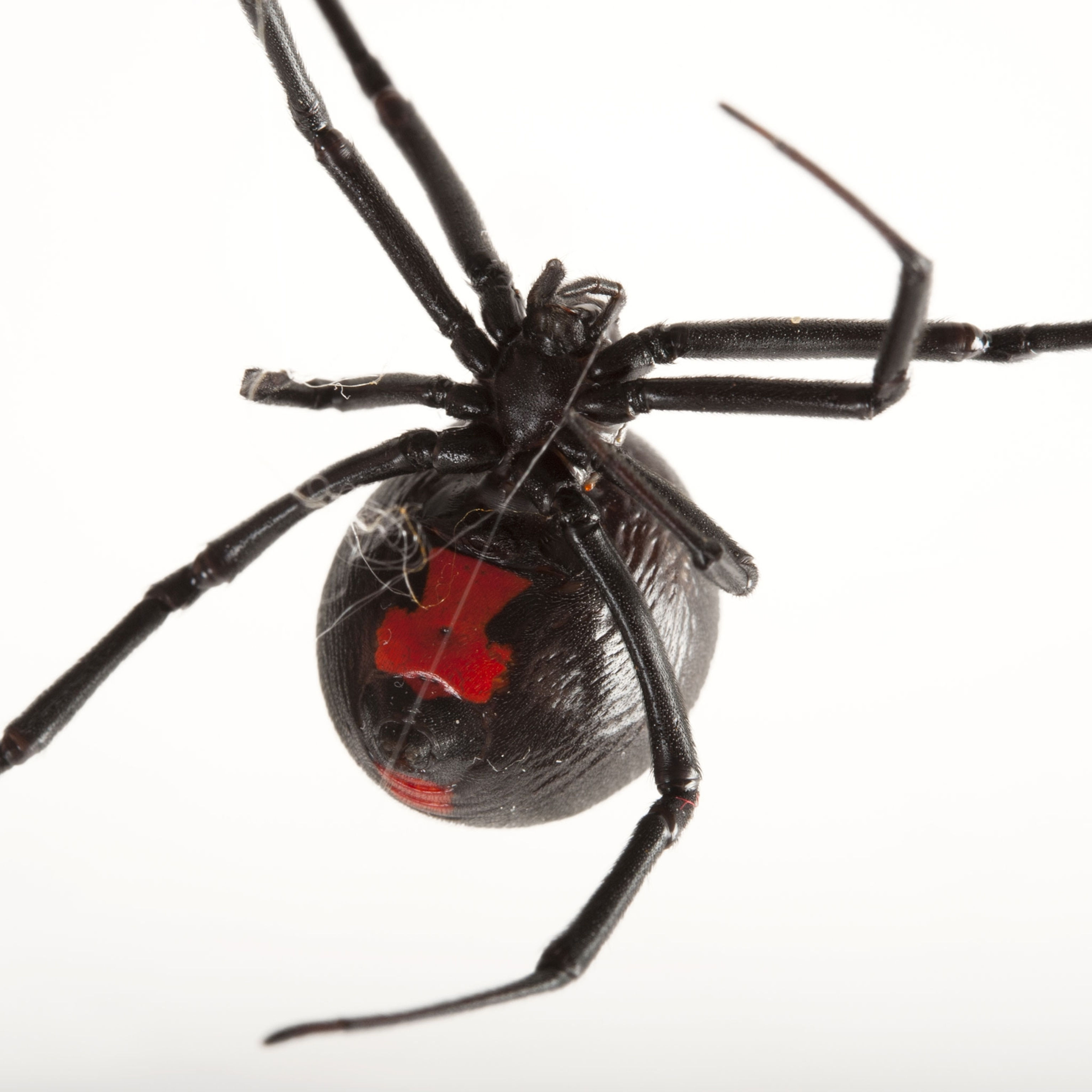 Wallpaper #5vQUOpMBKFX8bn3rPHdj37 Black Widow Spiders National Geographic