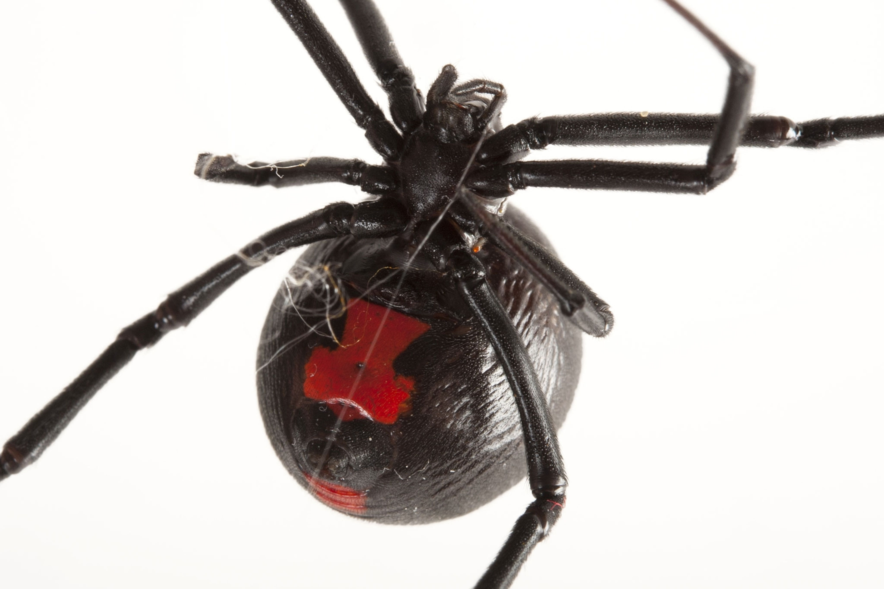 Wallpaper #HGcYCpMBSpphPi3-btPW262 Black Widow Spider Eyes