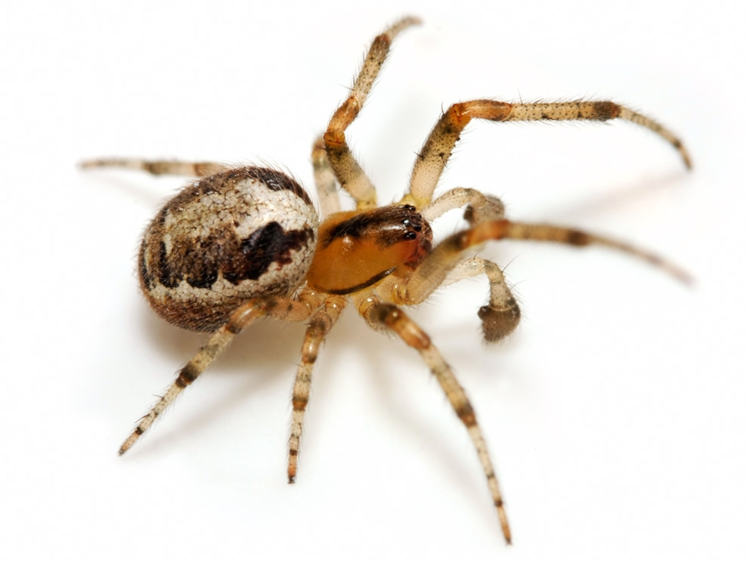 Wallpaper #ce6bd Giant Spider on the Ceiling of an Abandoned Psychiatric Hospital R