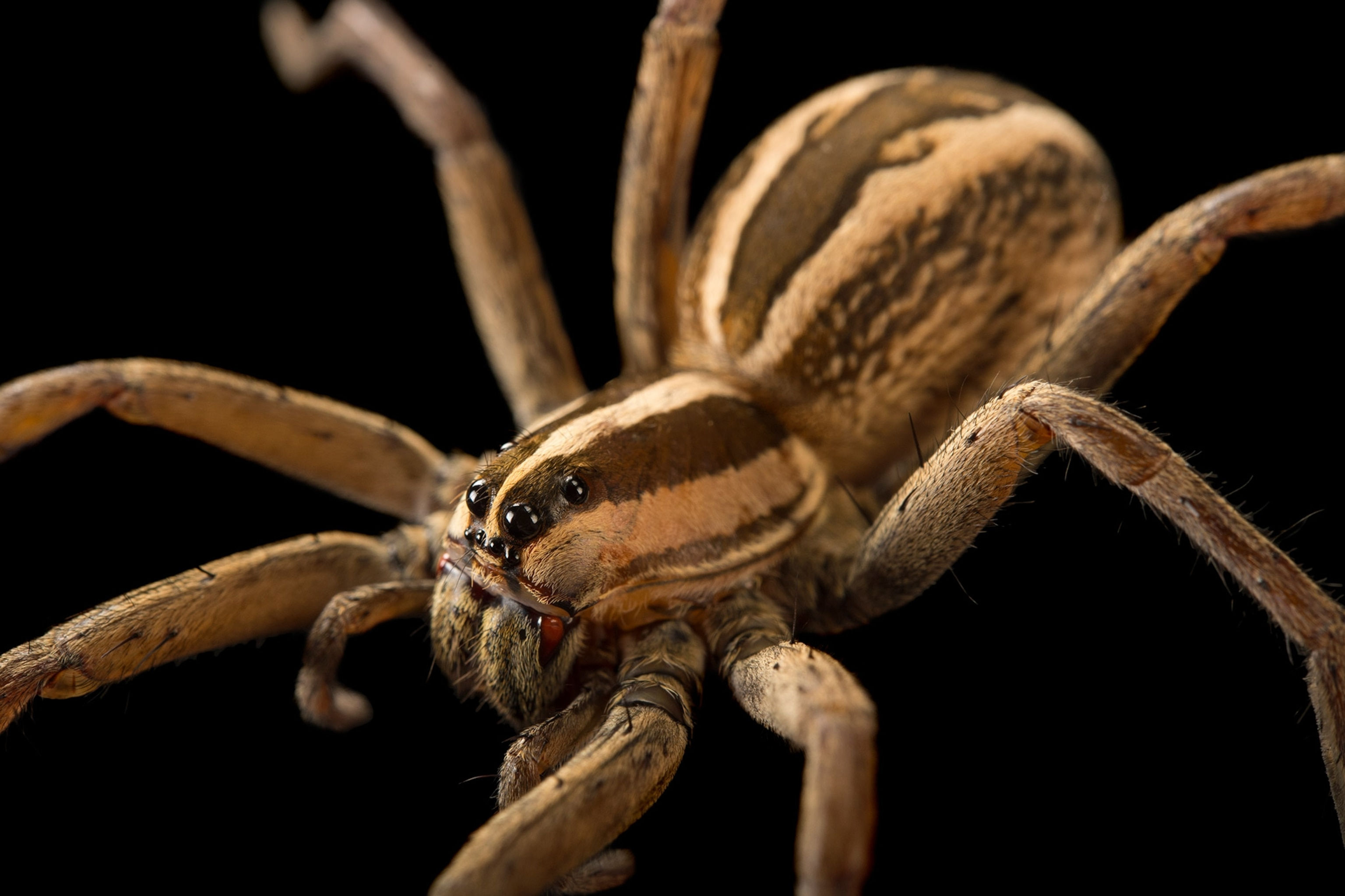 Wallpaper #32cVEZMBSpphPi3-sfVC57 Different Types of Spiders