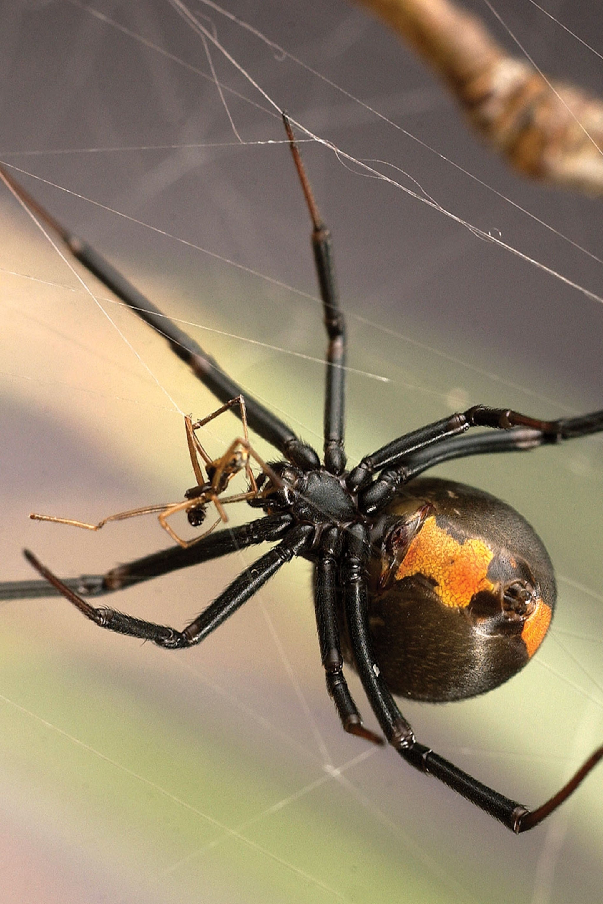 Wallpaper #5vQUOpMBKFX8bn3rPHdj284 Difference Between Male and Female Black Widow Spiders