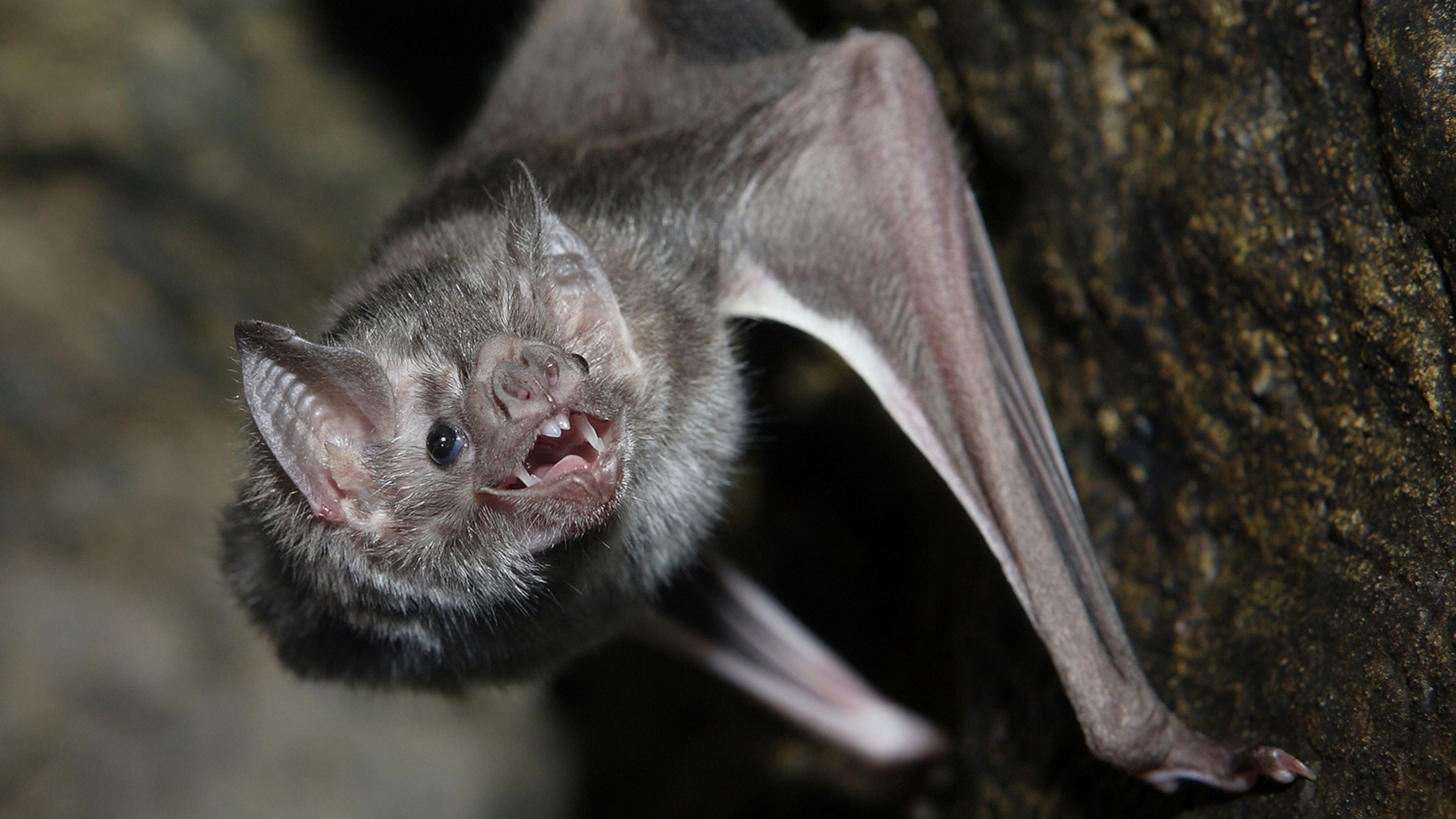 Wallpaper #r3KDMpMBX2lk1u3ogFrF121 Vampire Bat