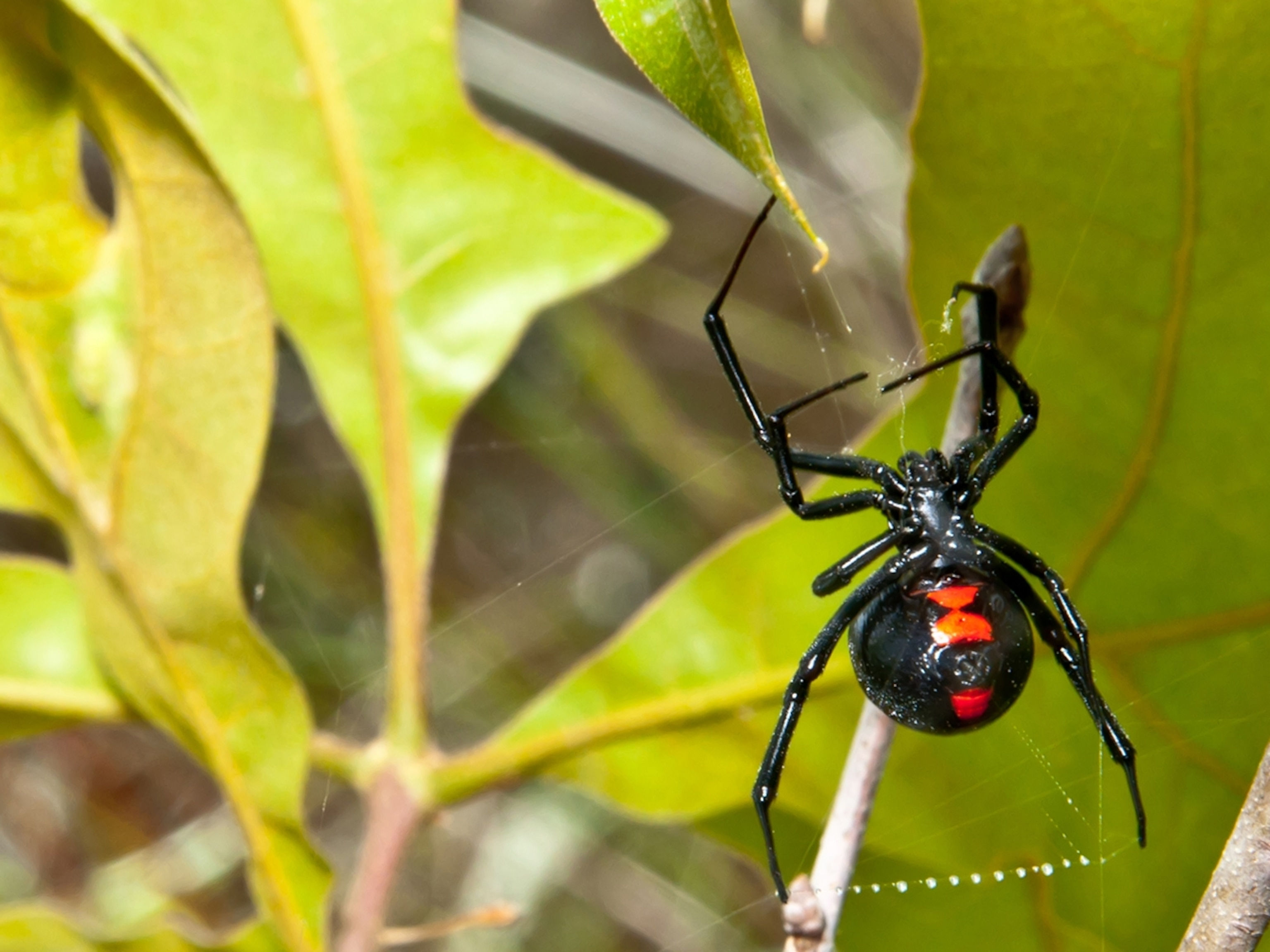 Wallpaper #5vQUOpMBKFX8bn3rPHdj342 Spiders That Look Like Black Widows