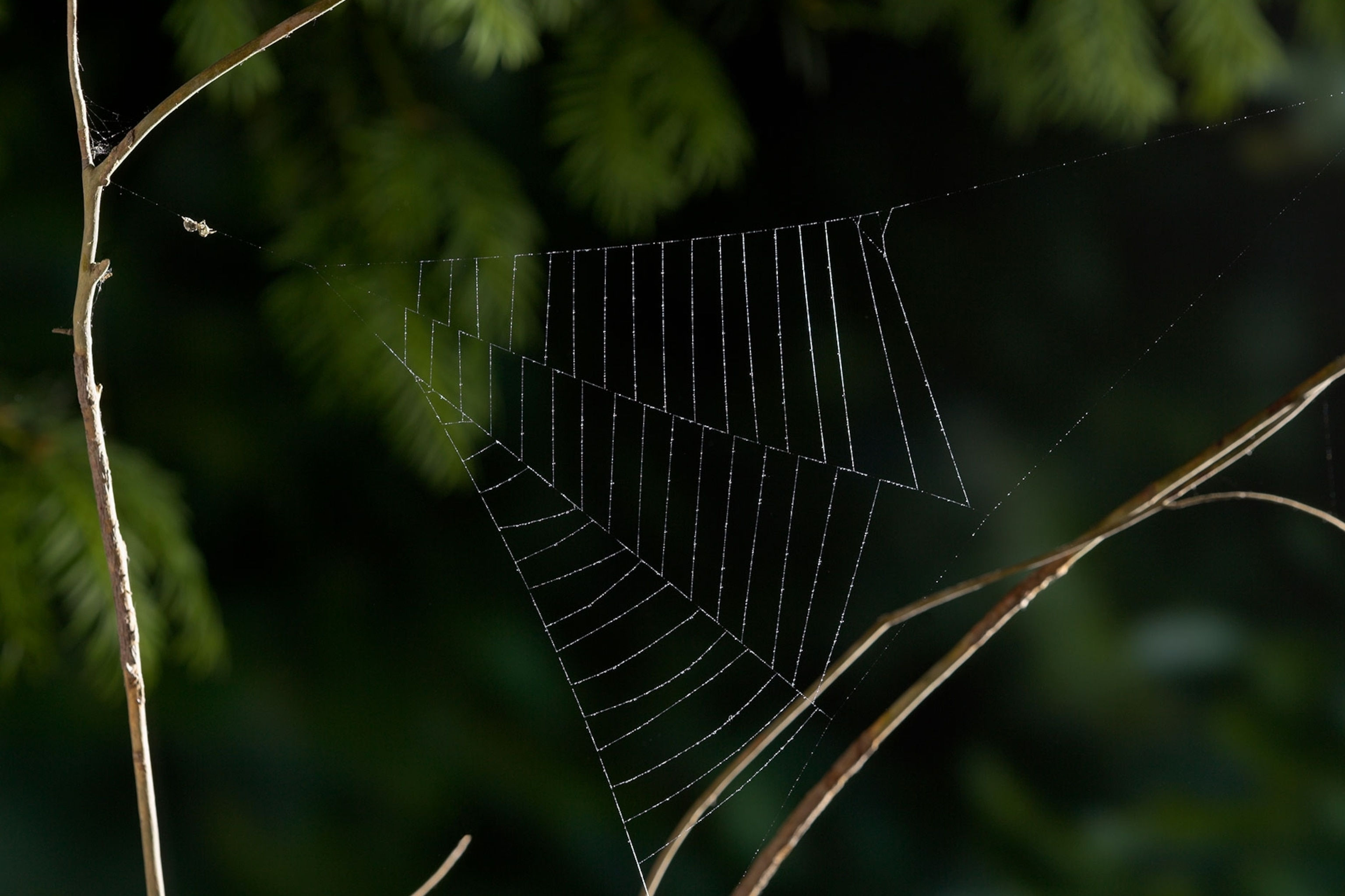 Wallpaper #yP_JaJMB3lSXT3zUg-SK162 This Spider Accelerates Faster Than a Rocket