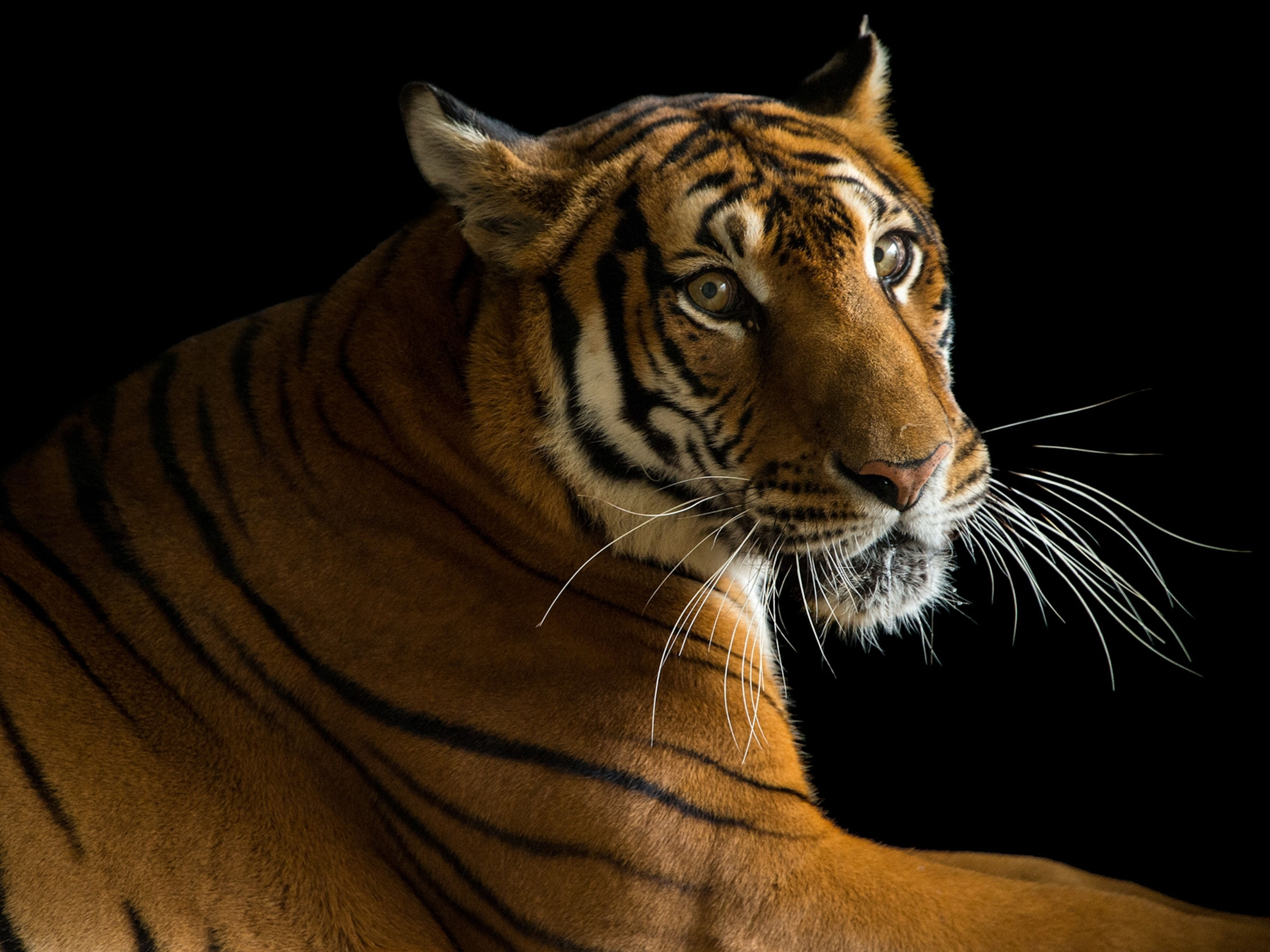 Wallpaper #Yh2rLJMBlOZrFDOkw8sX247 Top 107 Animal Species Extinct by Humans Electric Kingdomnet